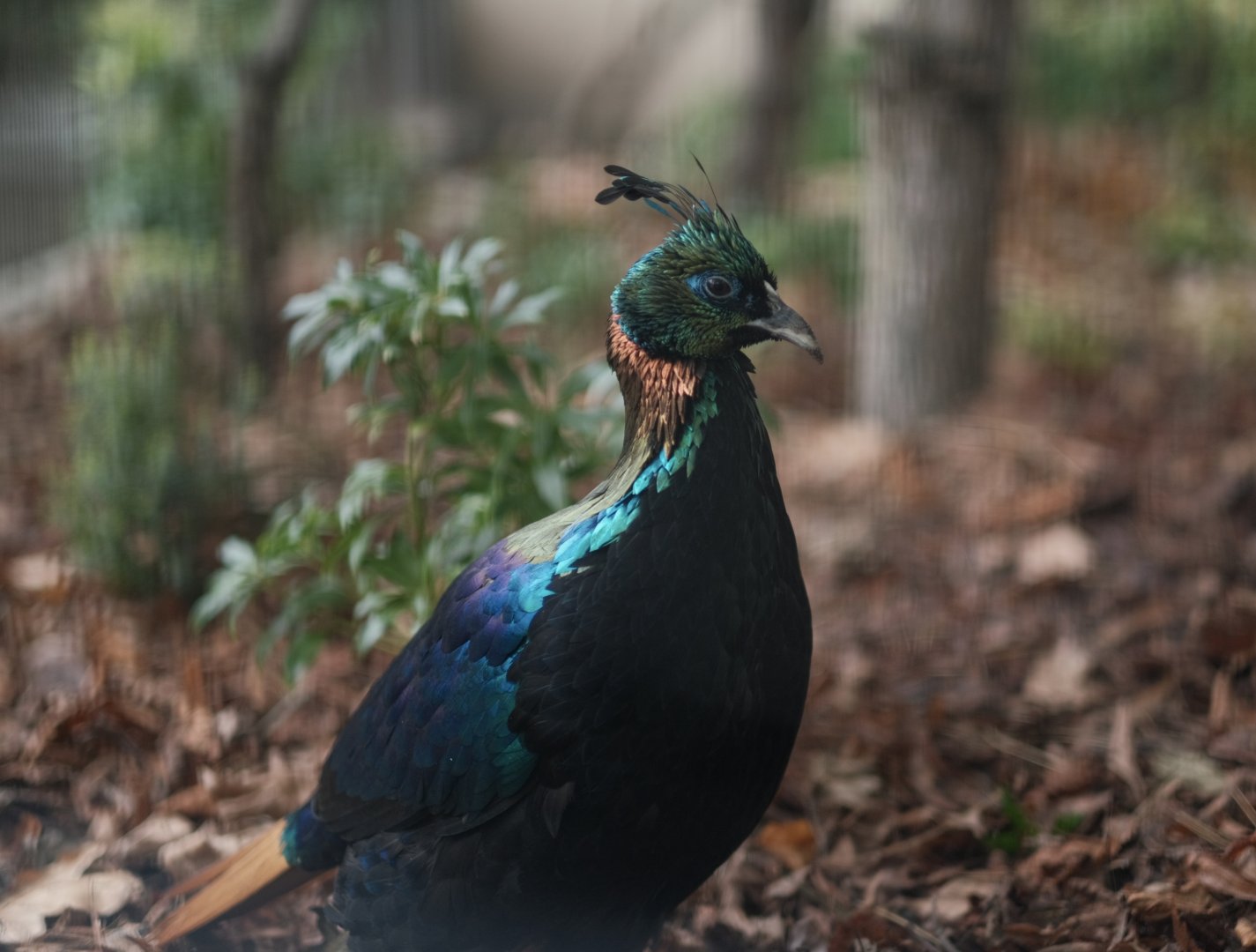 Himalayan Monal (Lophophorus impejanus)