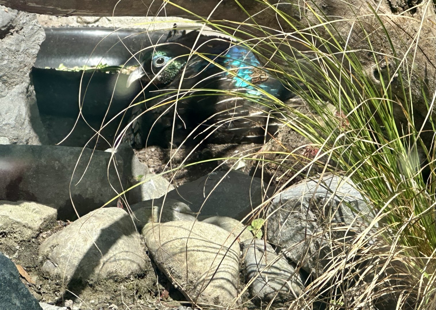 Himalayan monal (Lophophorus impejanus)