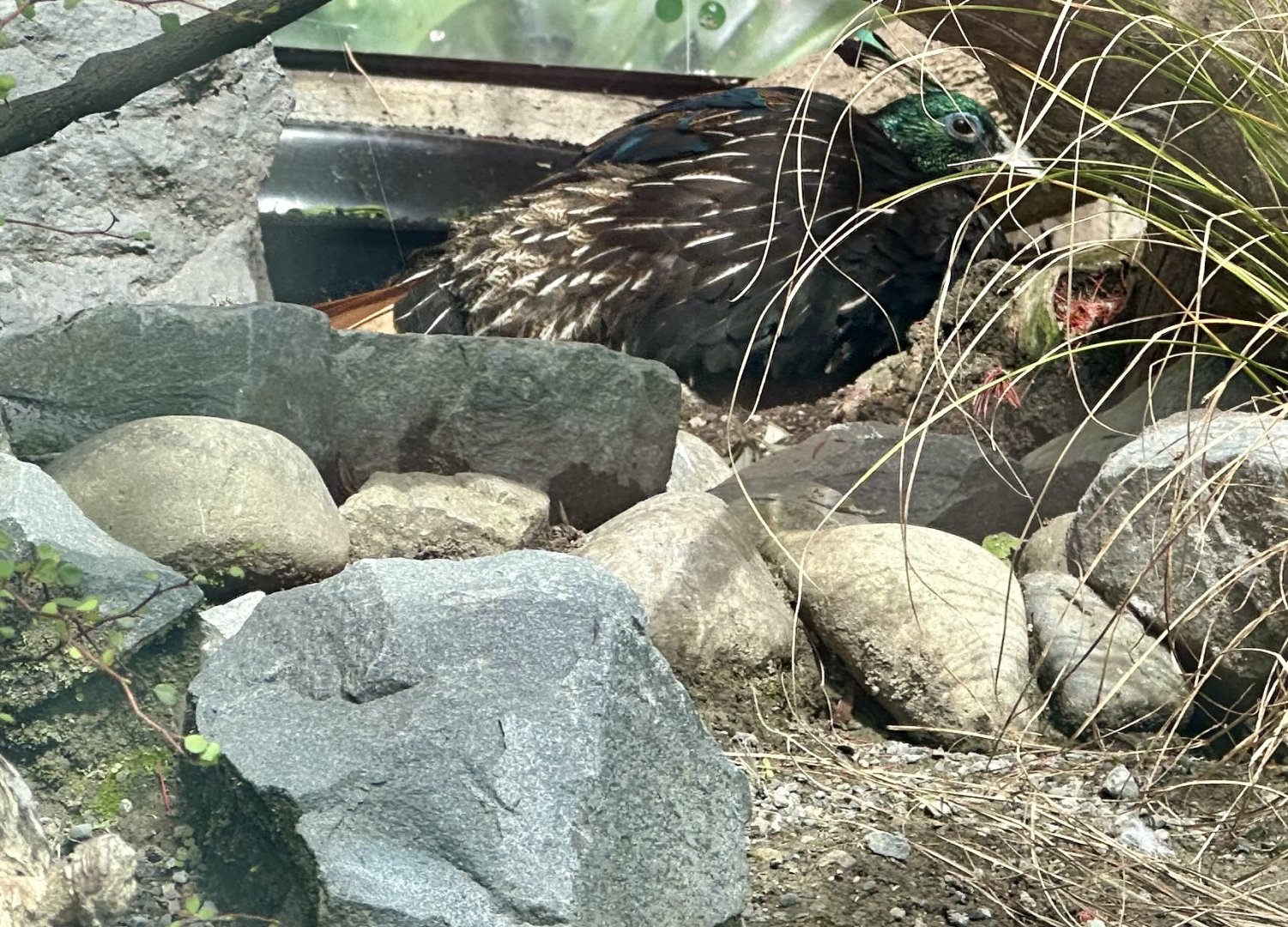 Himalayan monal (Lophophorus impejanus)