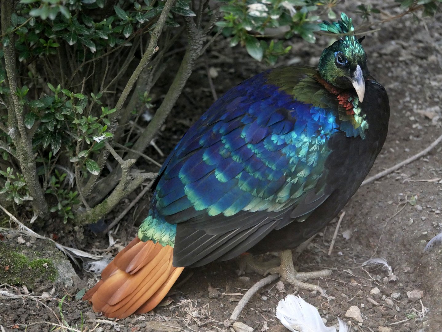 Himalayan monal (Lophophorus impejanus)