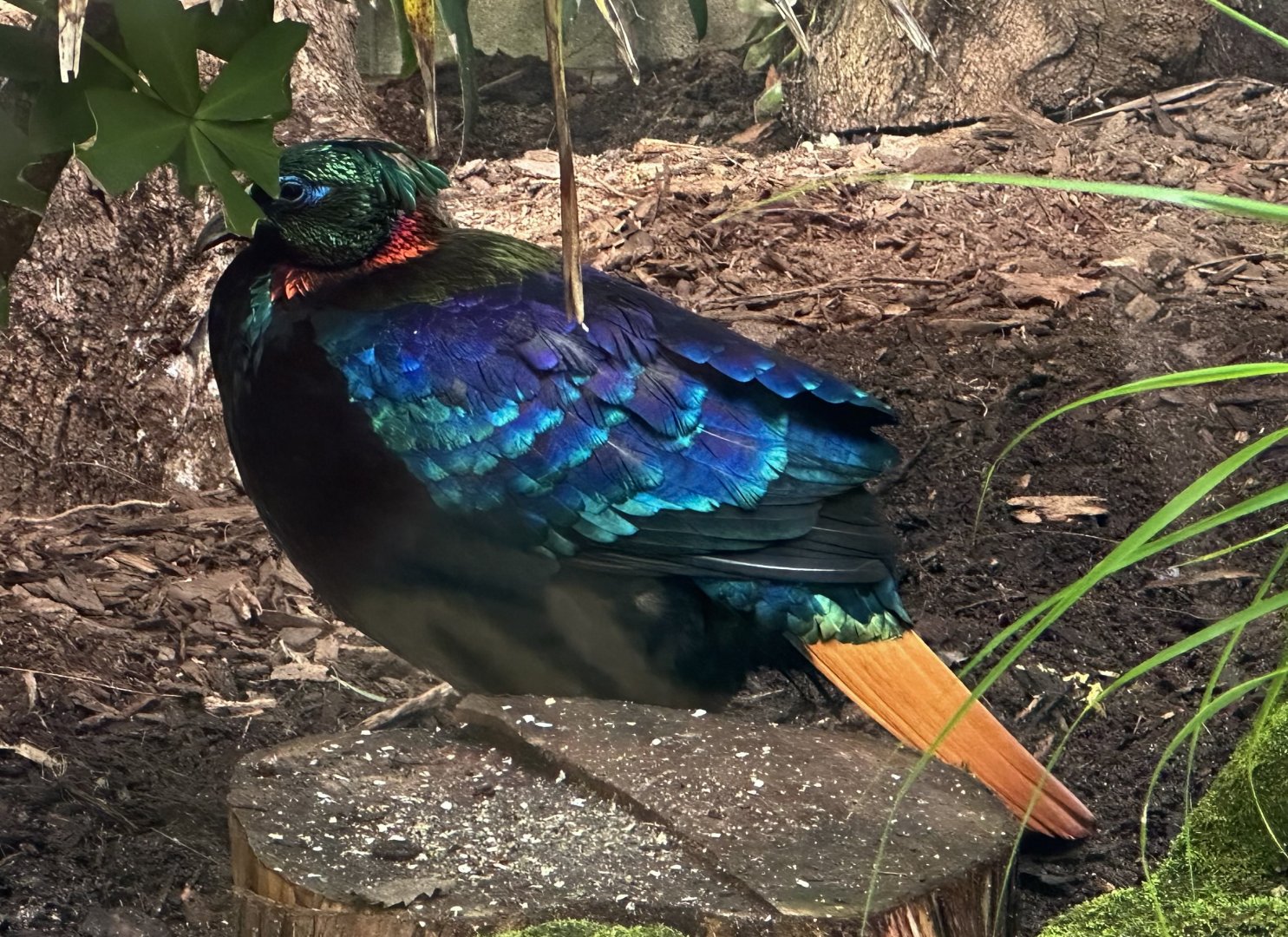Himalayan monal (Lophophorus impejanus)