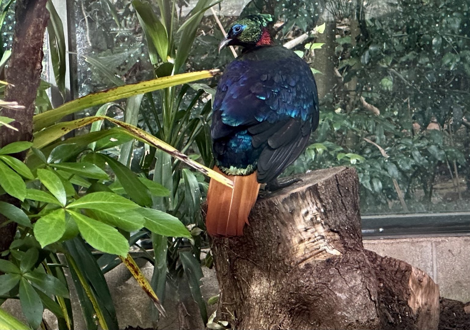 Himalayan monal (Lophophorus impejanus)