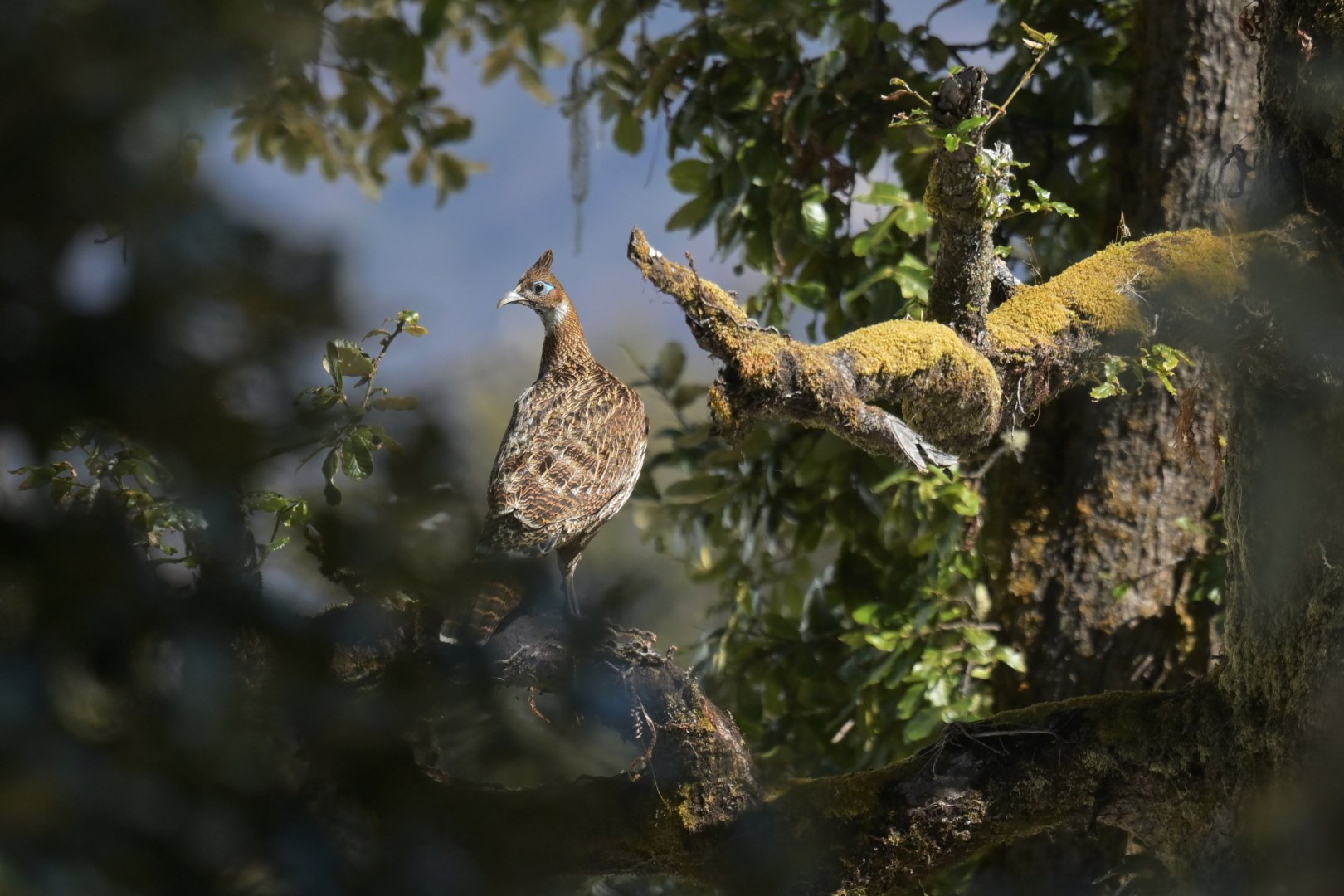 Himalayan monal Lophophorus impejanus