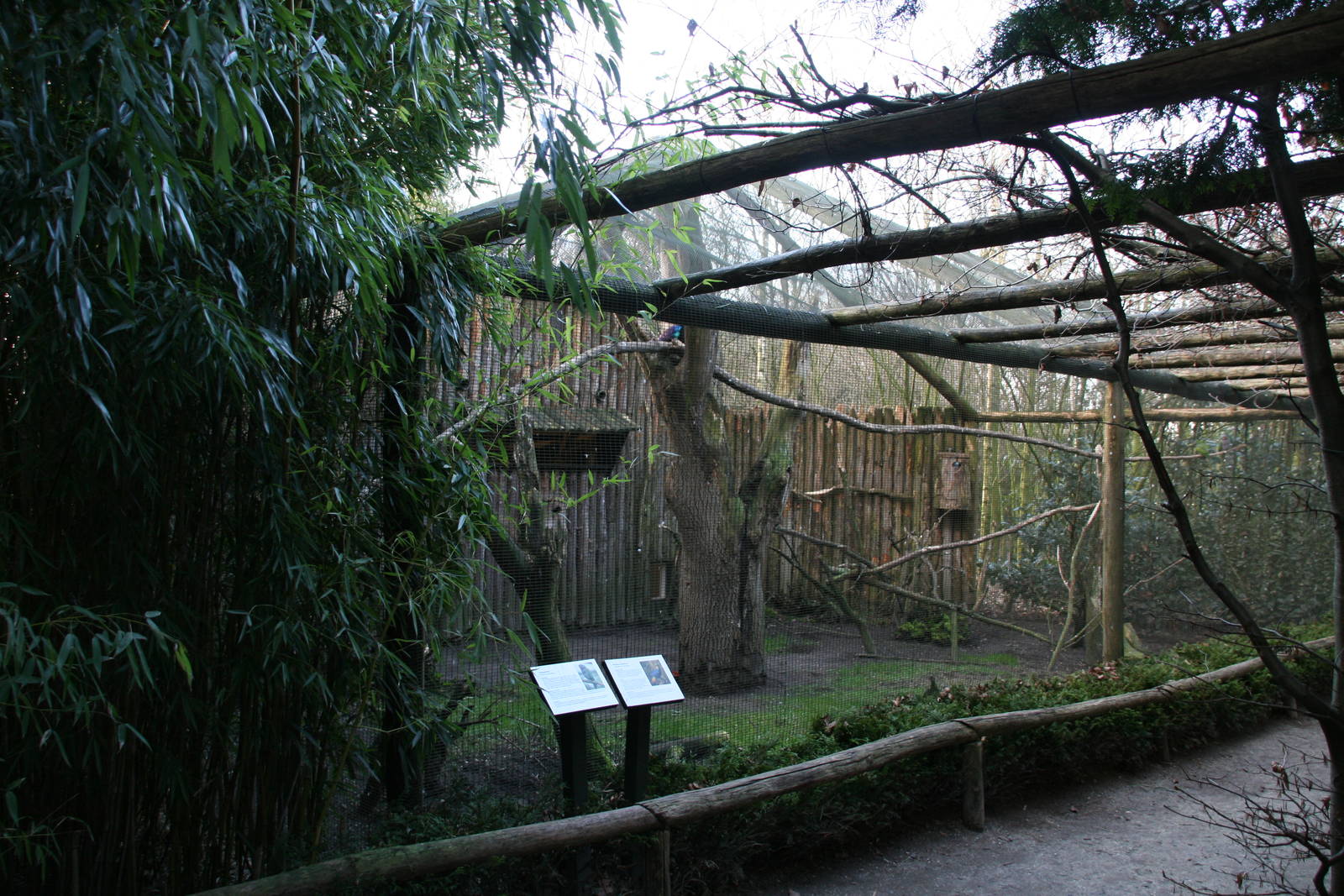 Himalayan Monal & Lord Derby's Parakeet aviary