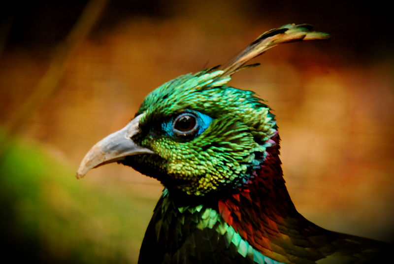 Himalayan Monal, male
