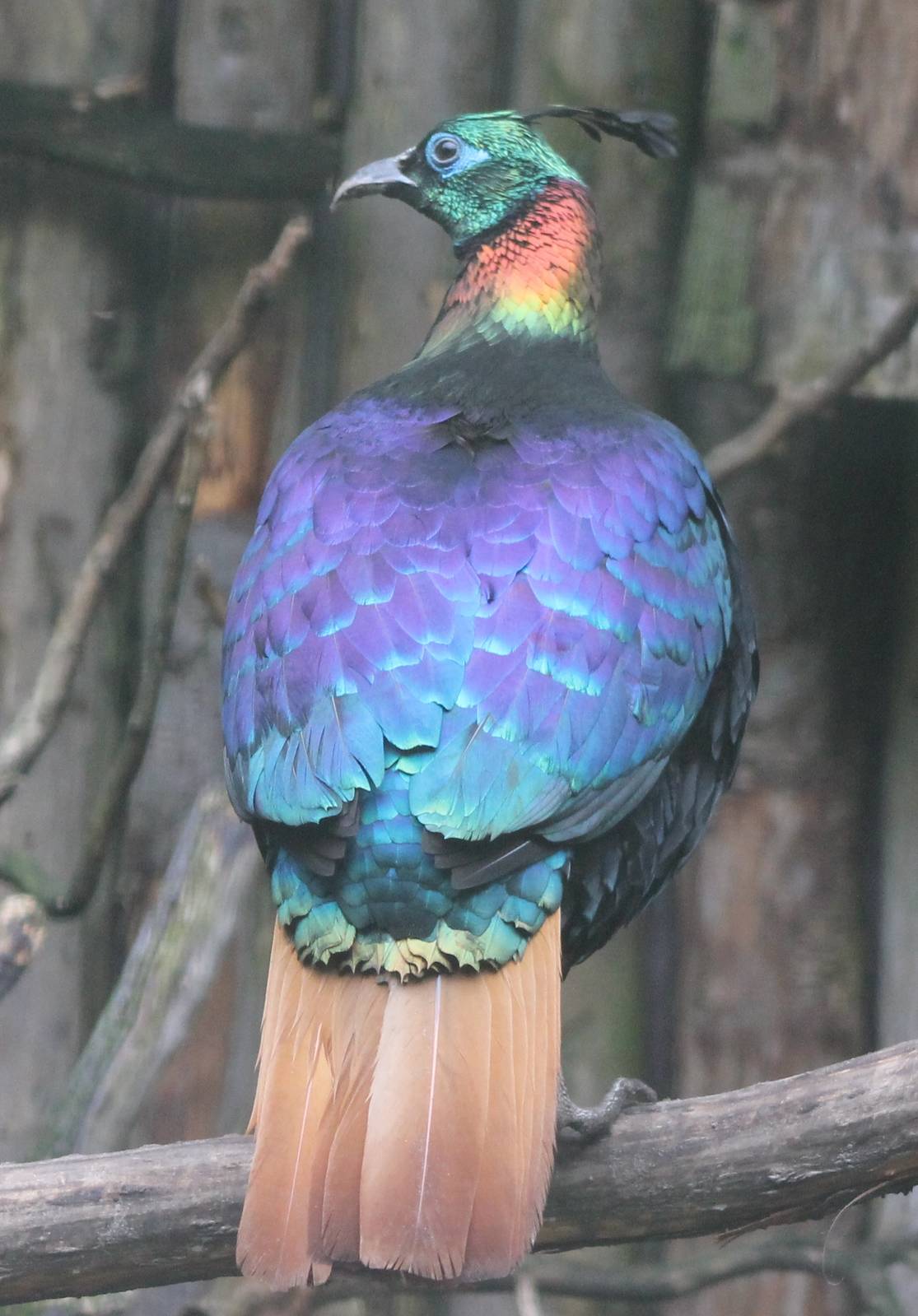 Himalayan monal male