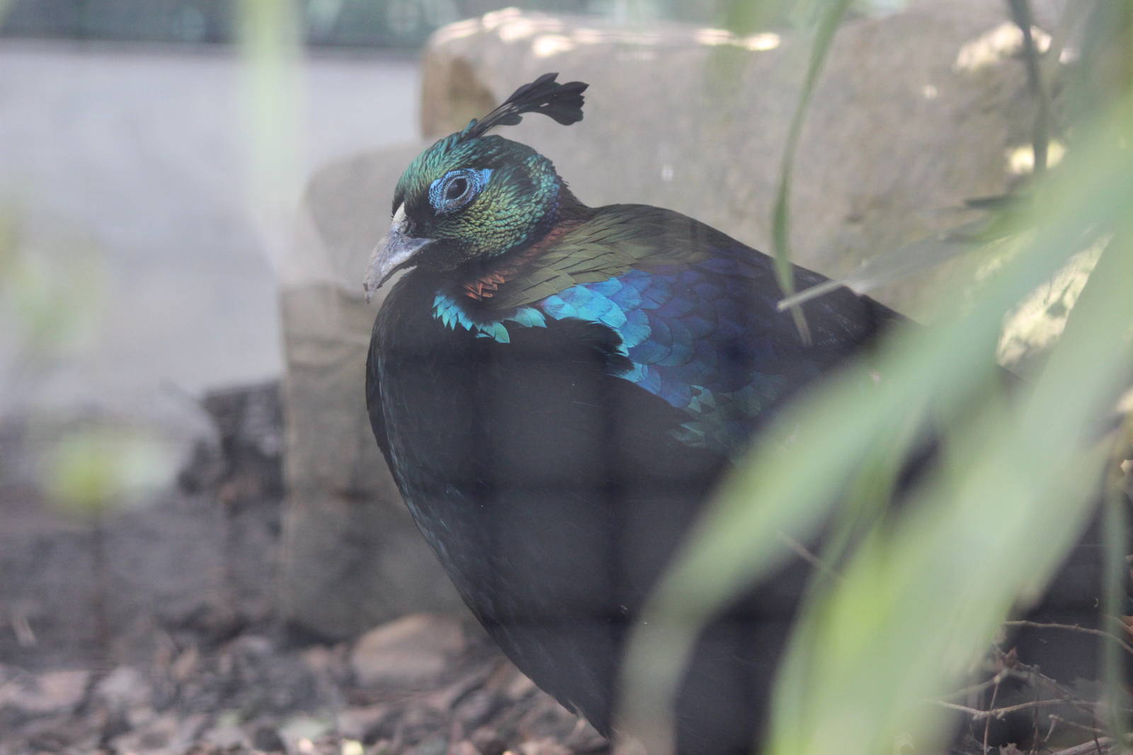 Himalayan Monal (male)