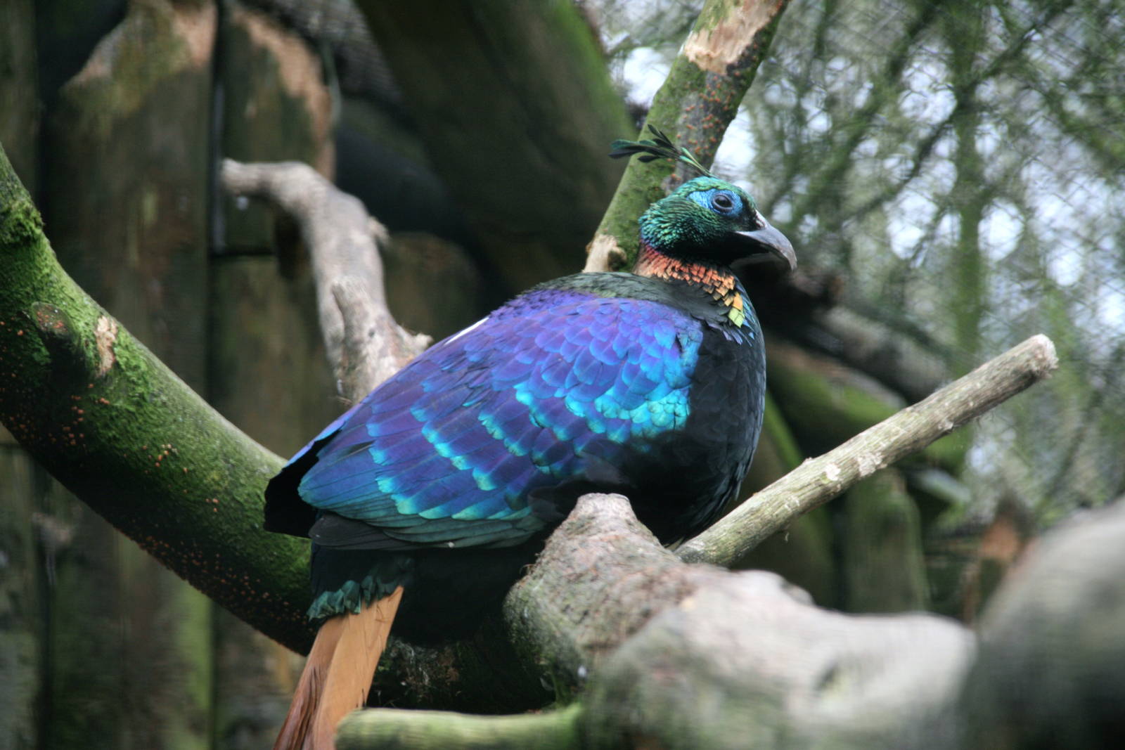 Himalayan Monal male