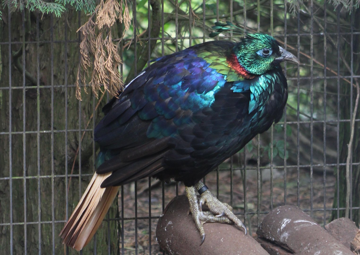 Himalayan monal - male