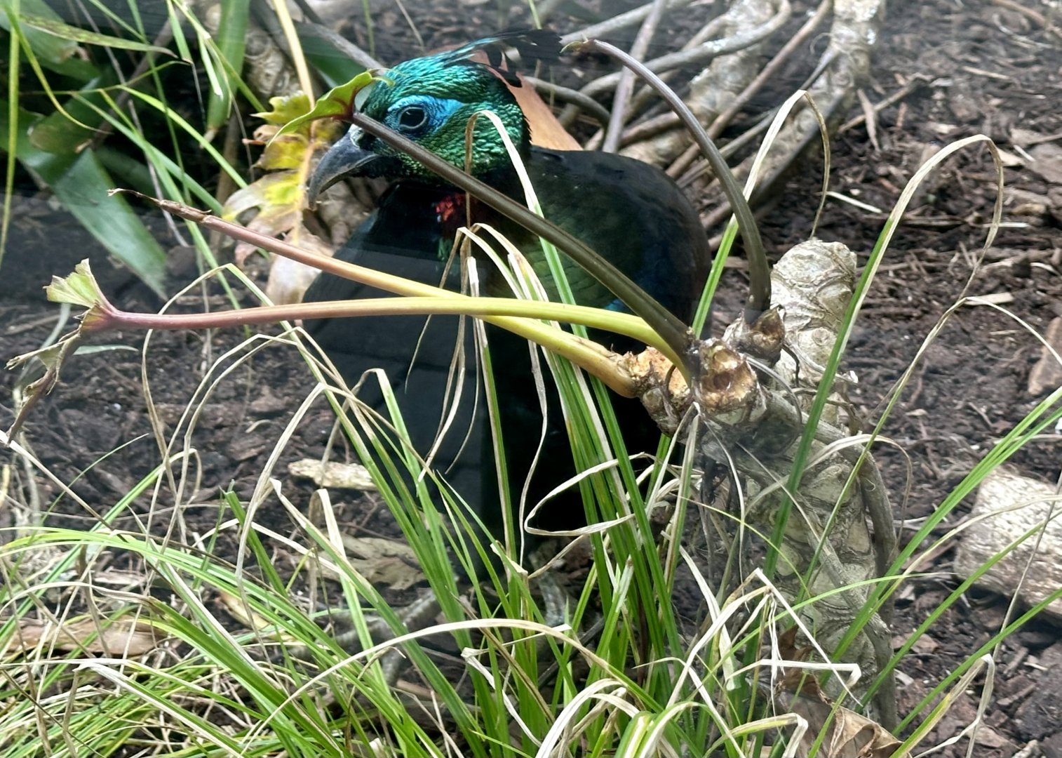 Himalayan Monal (Male)