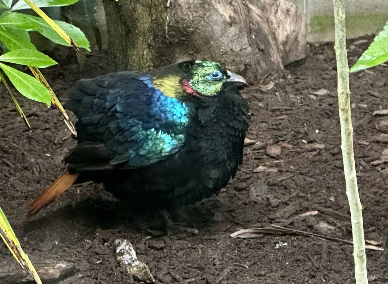 Himalayan Monal (Male)