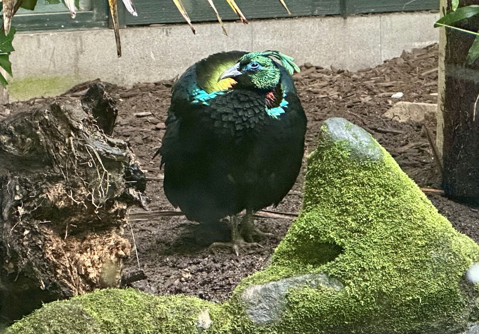 Himalayan Monal (Male)