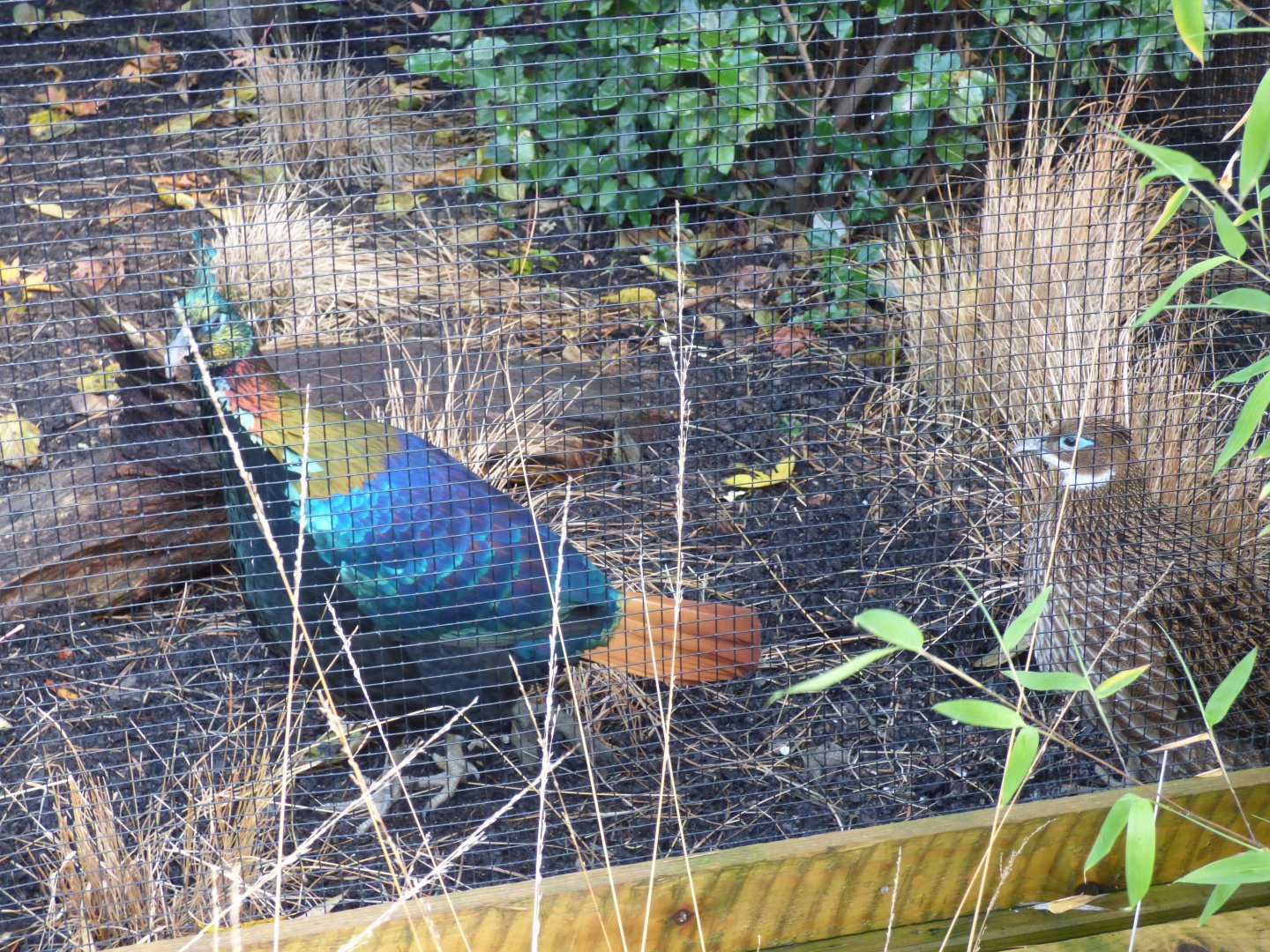 Himalayan Monal pair