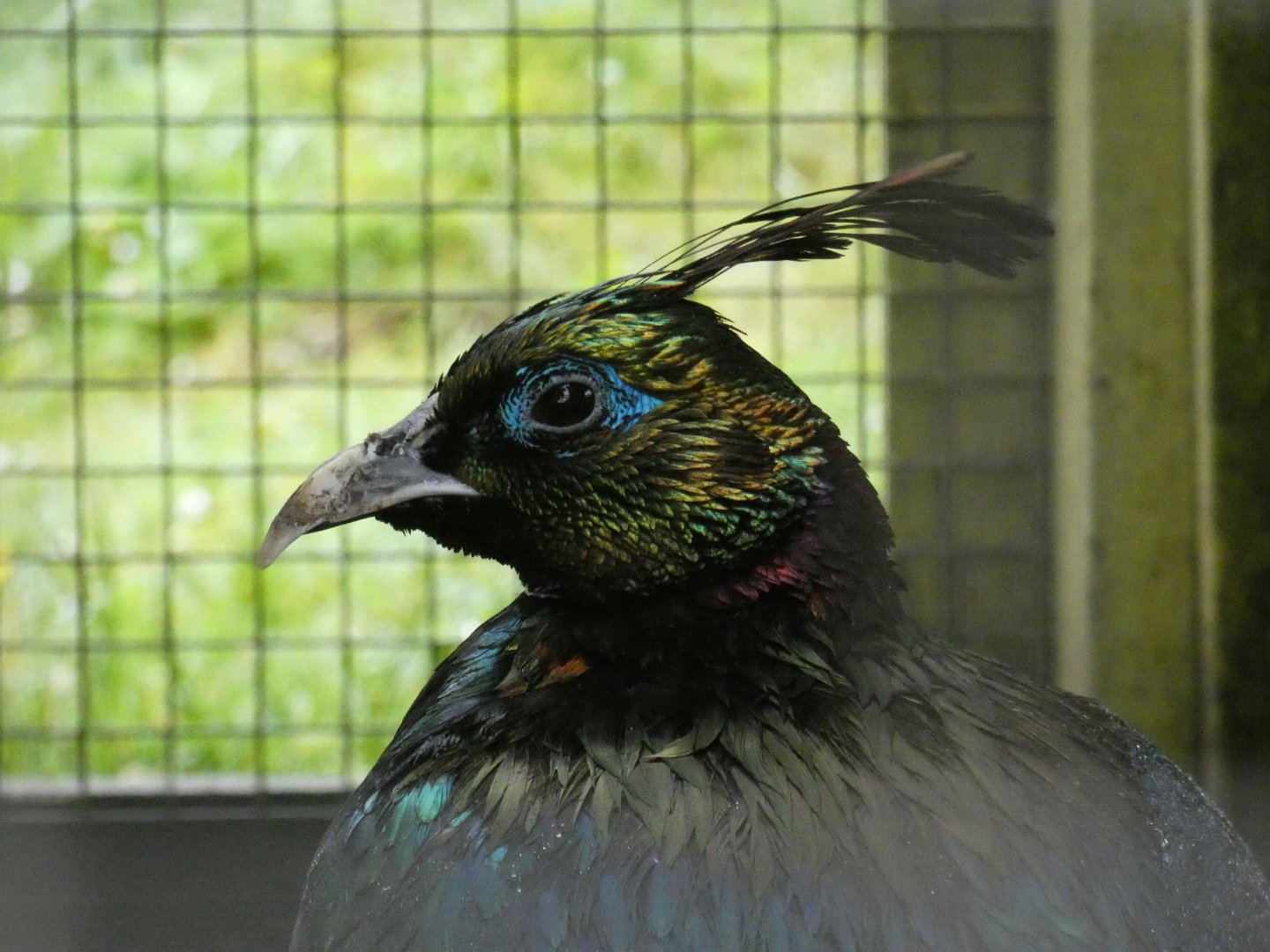 Himalayan monal (Pen-y-cae Inn Zoo)