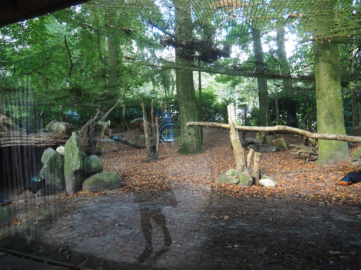 Himalayan monal pheasant exhibit