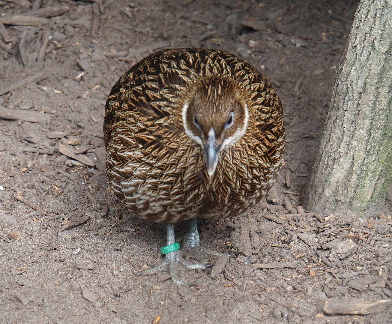 Himalayan monal pheasant hen (Lophophorus impejanus), 2019-05-25