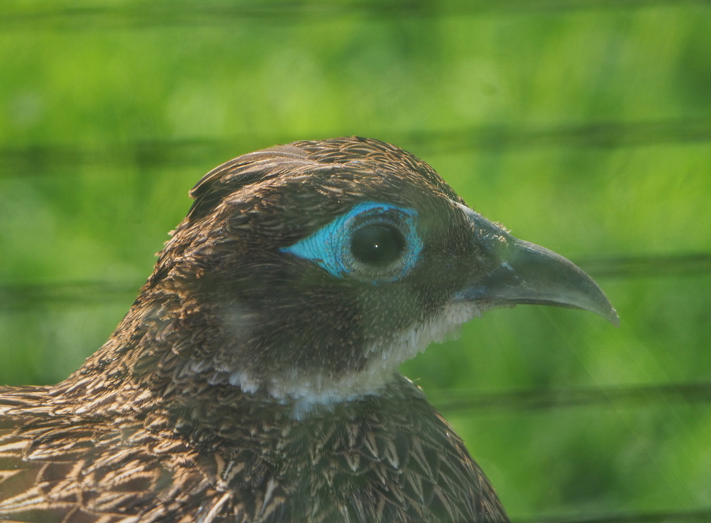 Himalayan monal pheasant hen  (Lophophorus impejanus), 2021-07-20