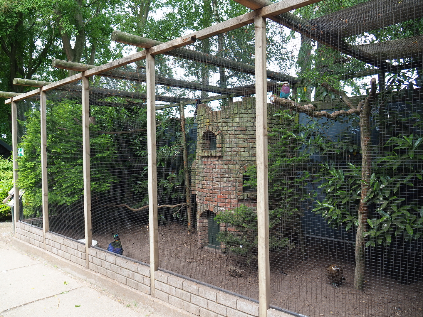 Himalayan monal pheasant - Lilac-breasted roller - Red-billed blue magpie - Little bittern aviary, 2019-05-25