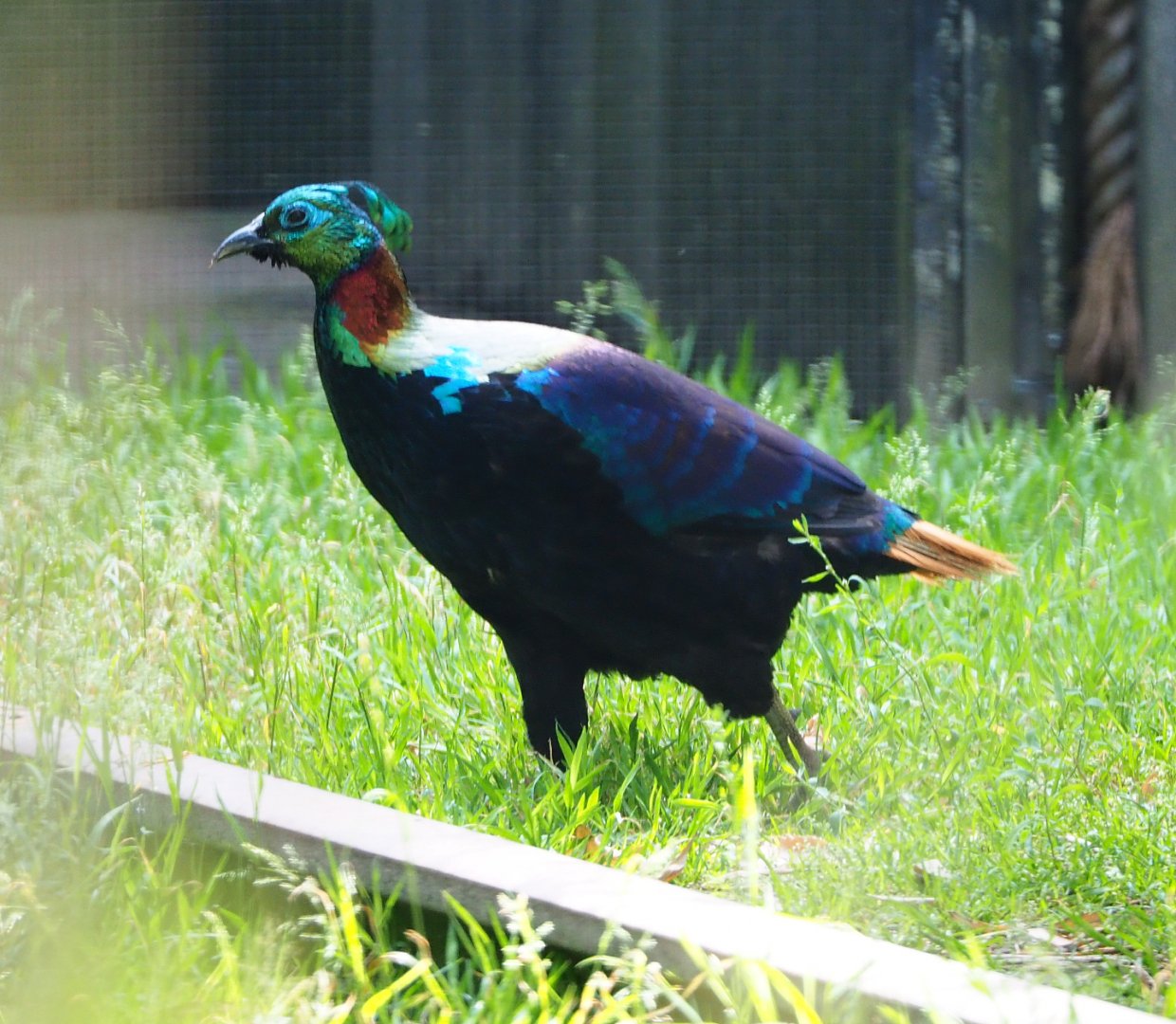 Himalayan monal pheasant (Lophophorus impejanus), 2020-06-12