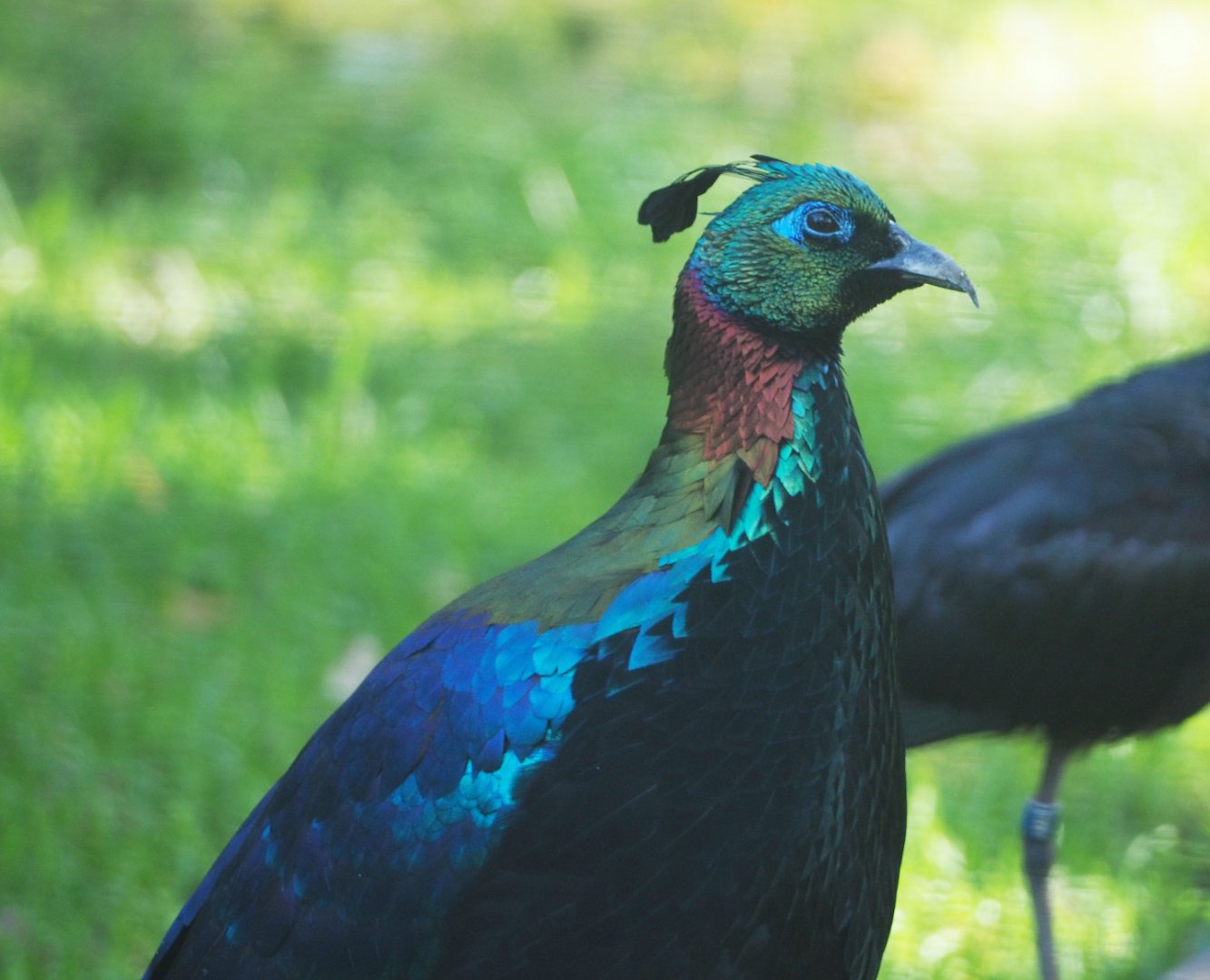 Himalayan monal pheasant (Lophophorus impejanus), 2020-10-10