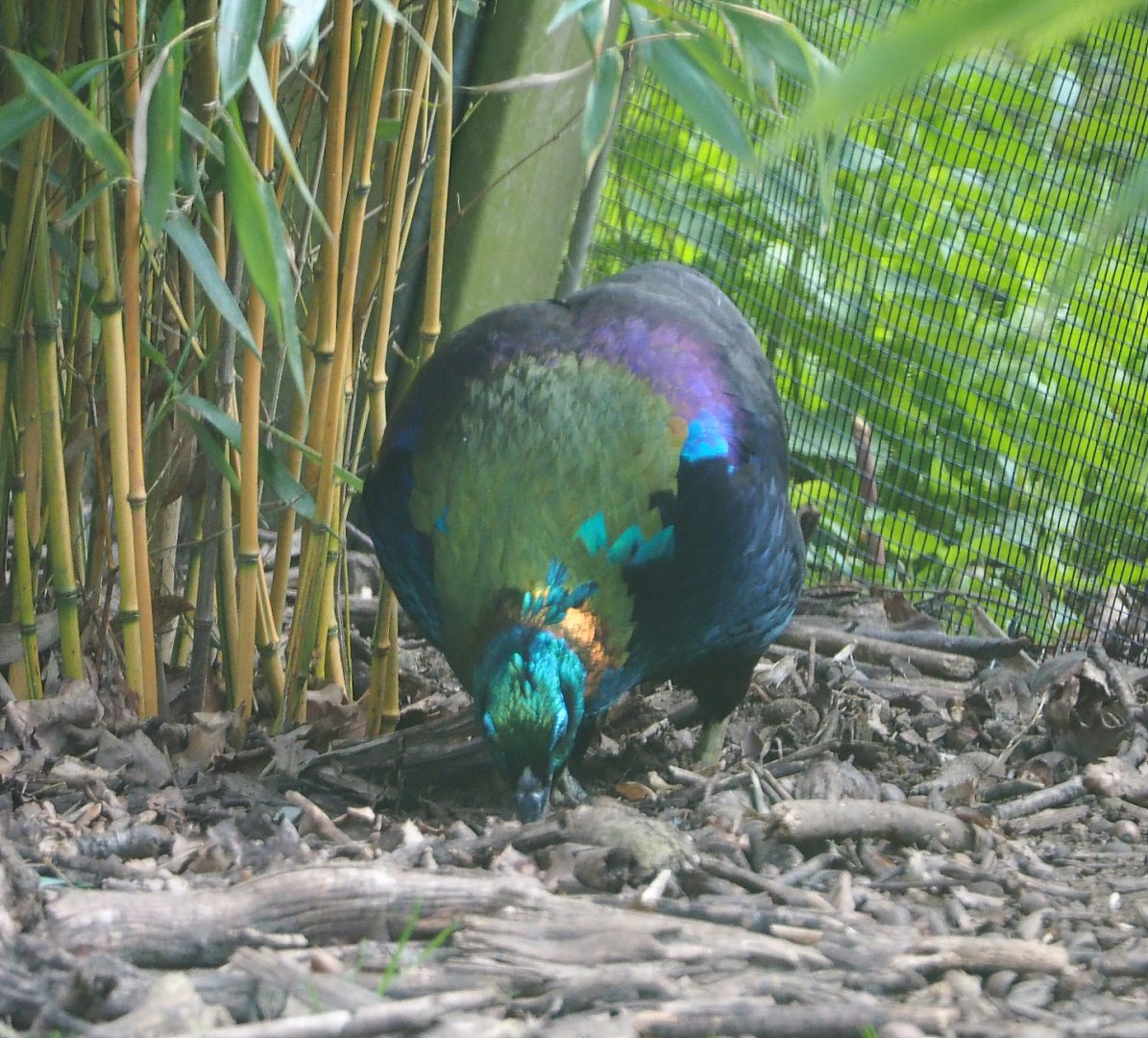 Himalayan monal pheasant (Lophophorus impejanus), 2021-04-20