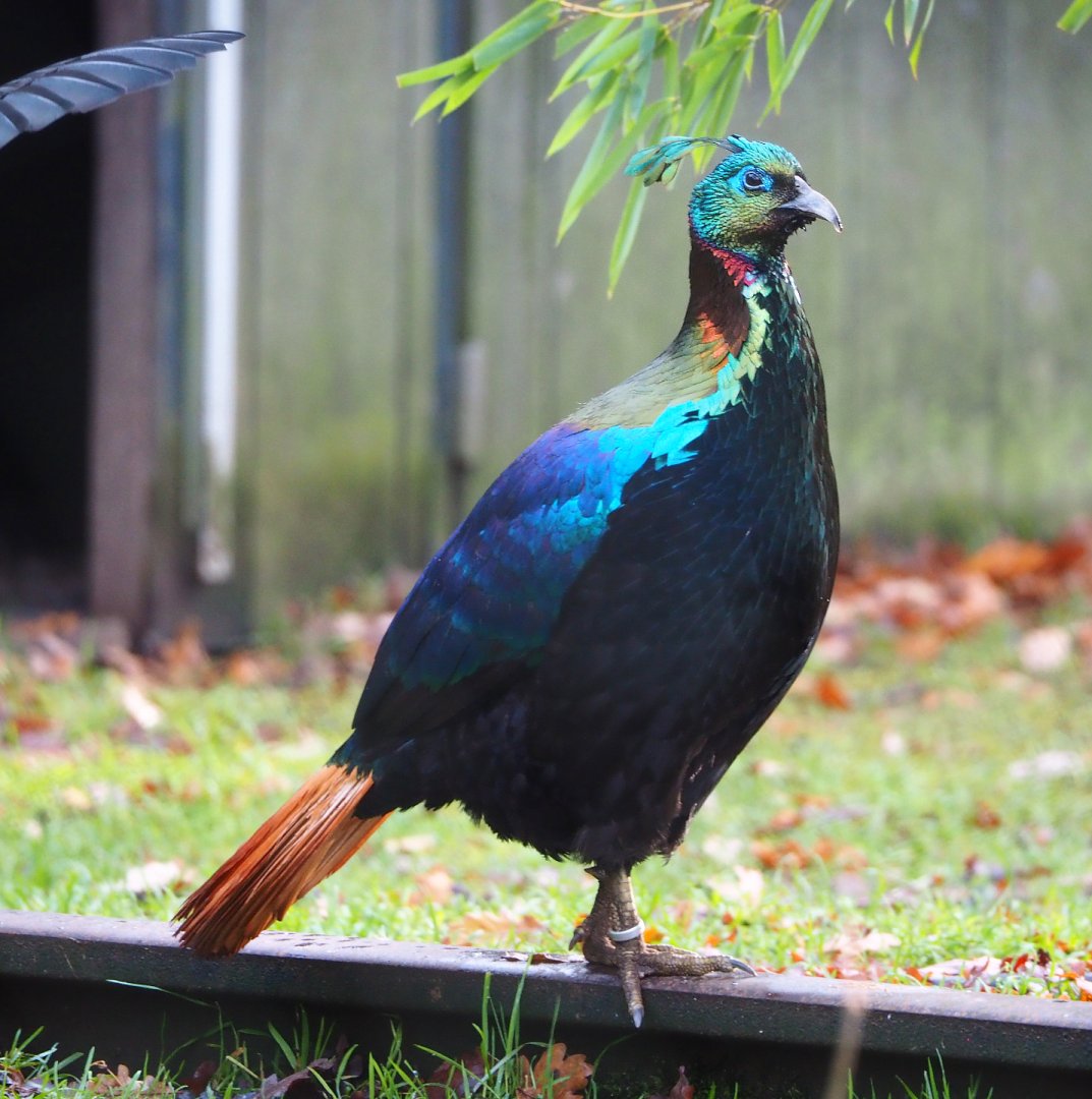 Himalayan monal pheasant  (Lophophorus impejanus), 2021-12-07