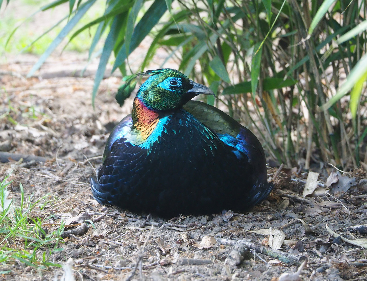 Himalayan monal pheasant (Lophophorus impejanus), 2022-05-28