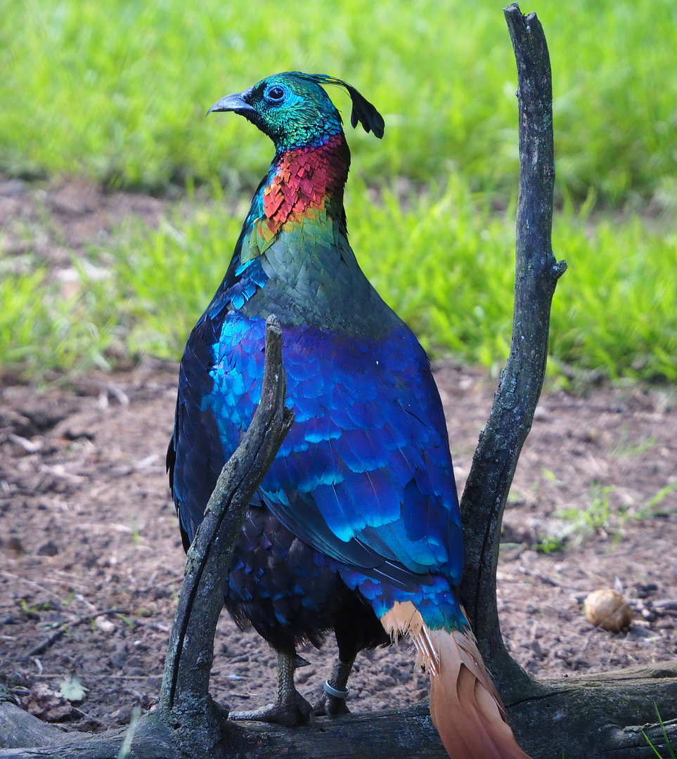 Himalayan monal pheasant (Lophophorus impejanus), 2022-07-03