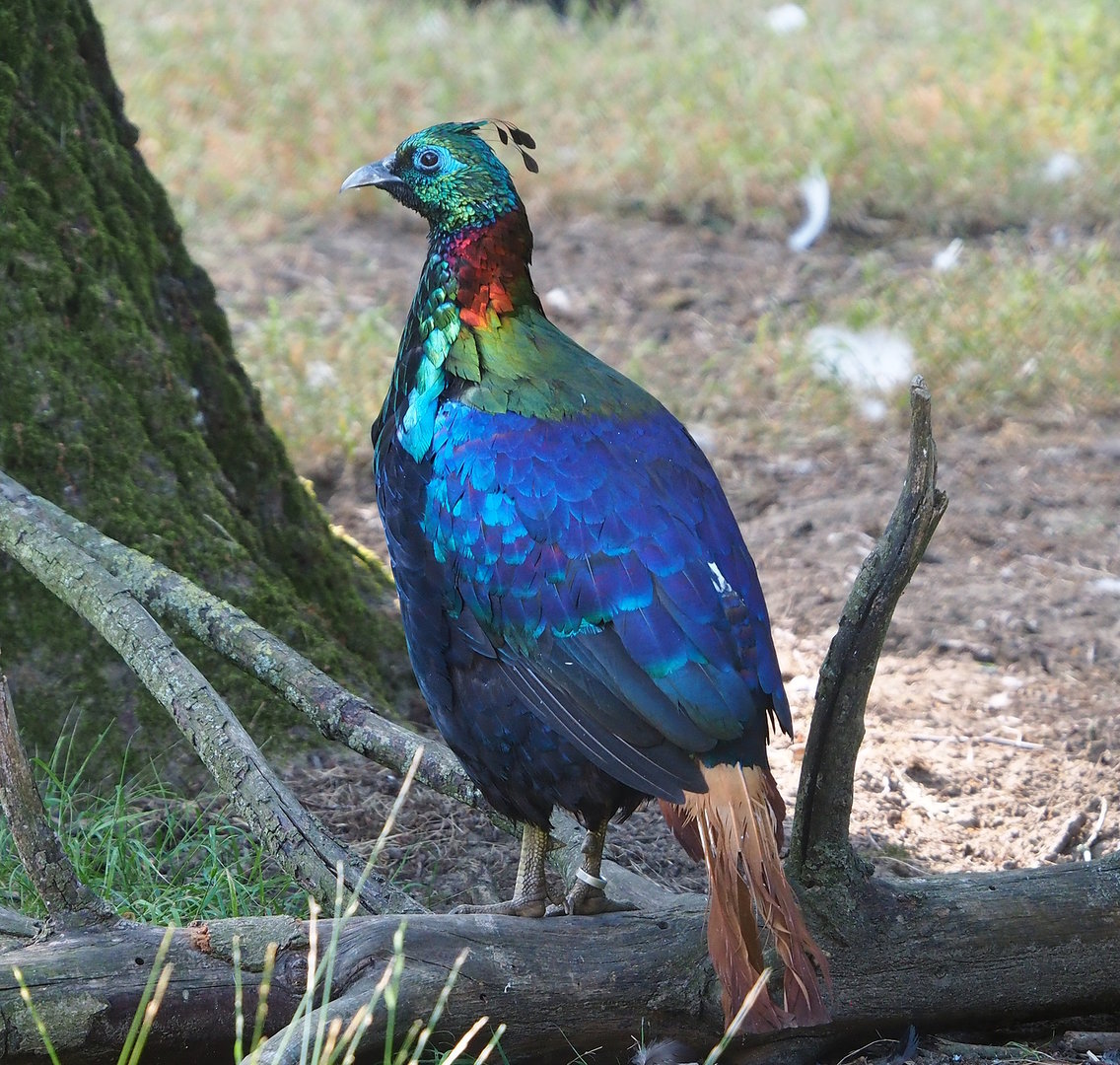 Himalayan monal pheasant (Lophophorus impejanus), 2022-07-16