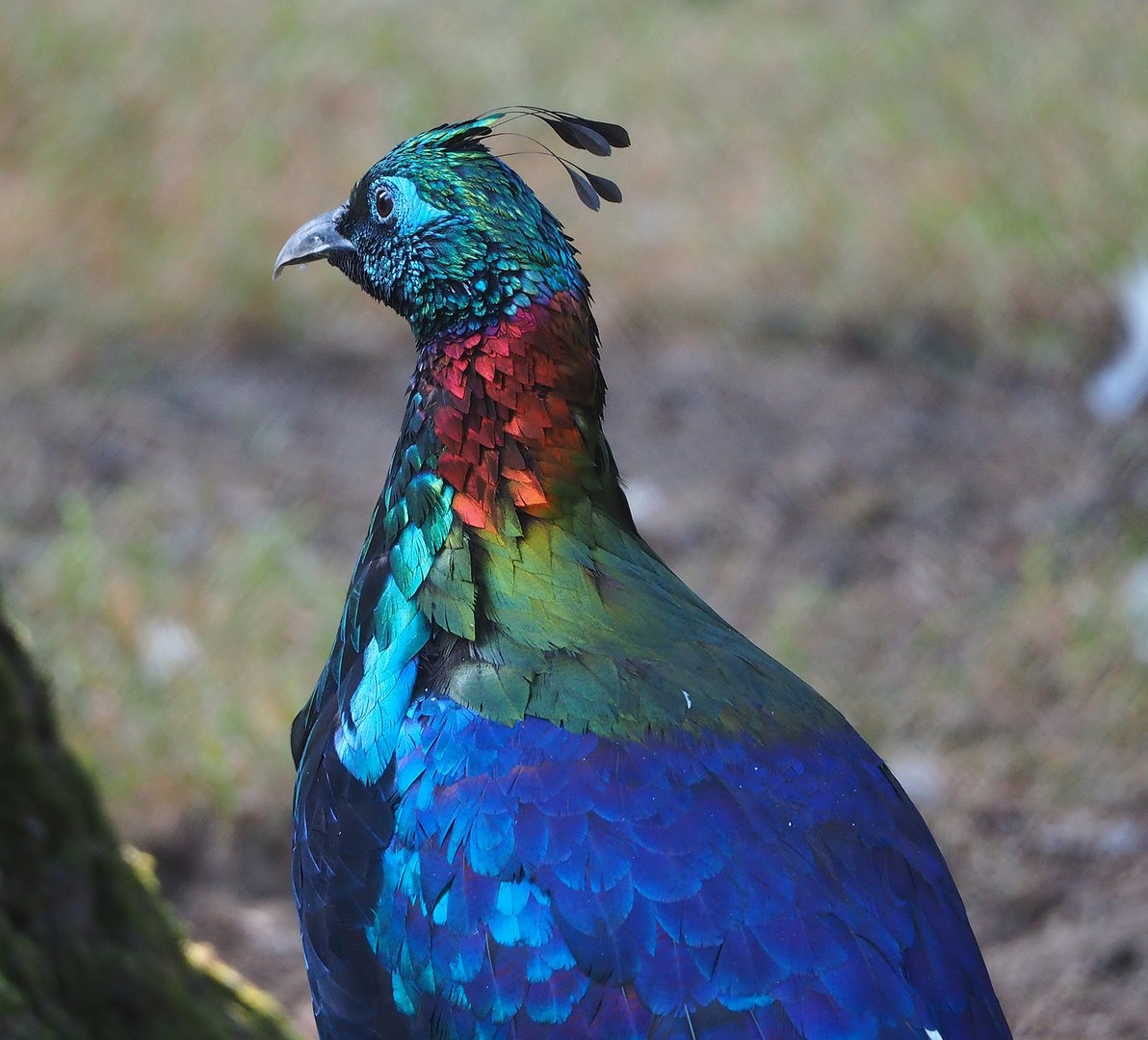 Himalayan monal pheasant (Lophophorus impejanus), 2022-07-16