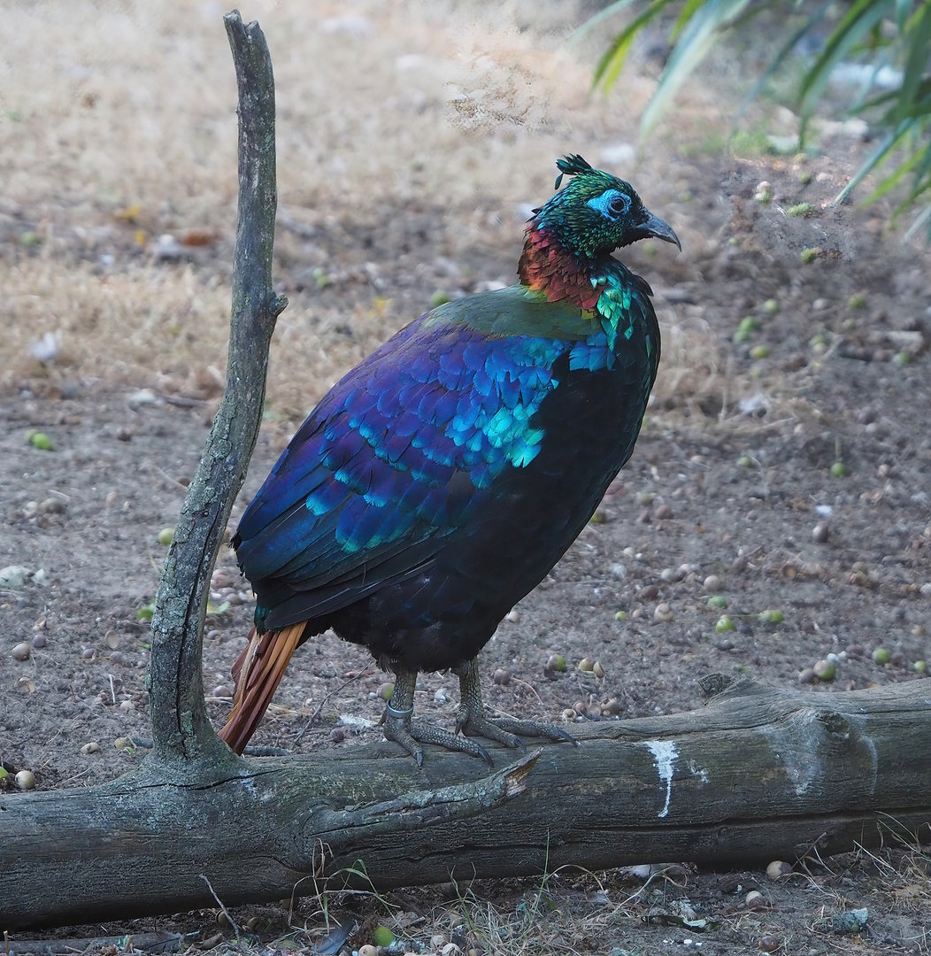 Himalayan monal pheasant (Lophophorus impejanus), 2022-08-07