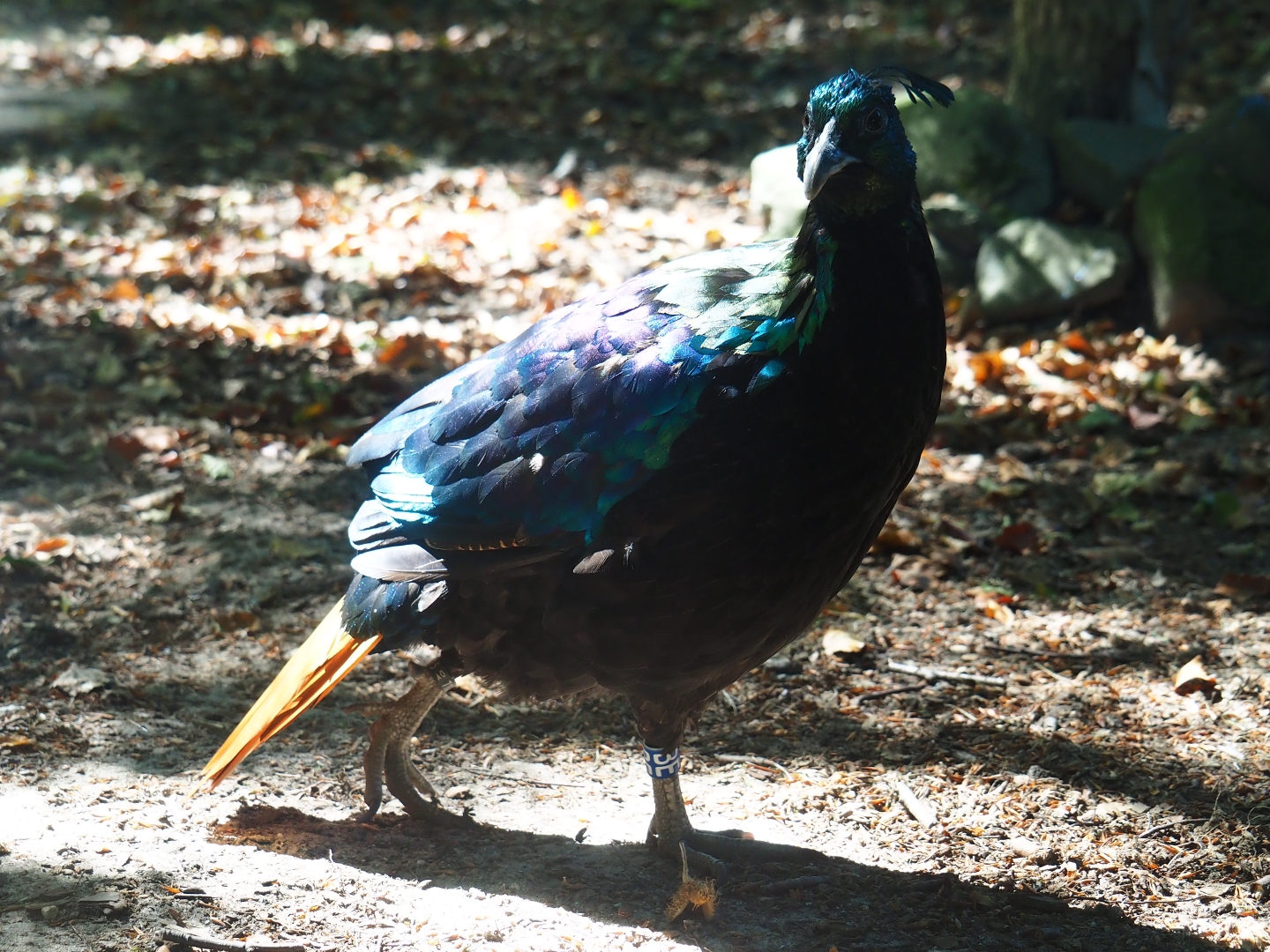 Himalayan monal pheasant (Lophophorus impejanus)