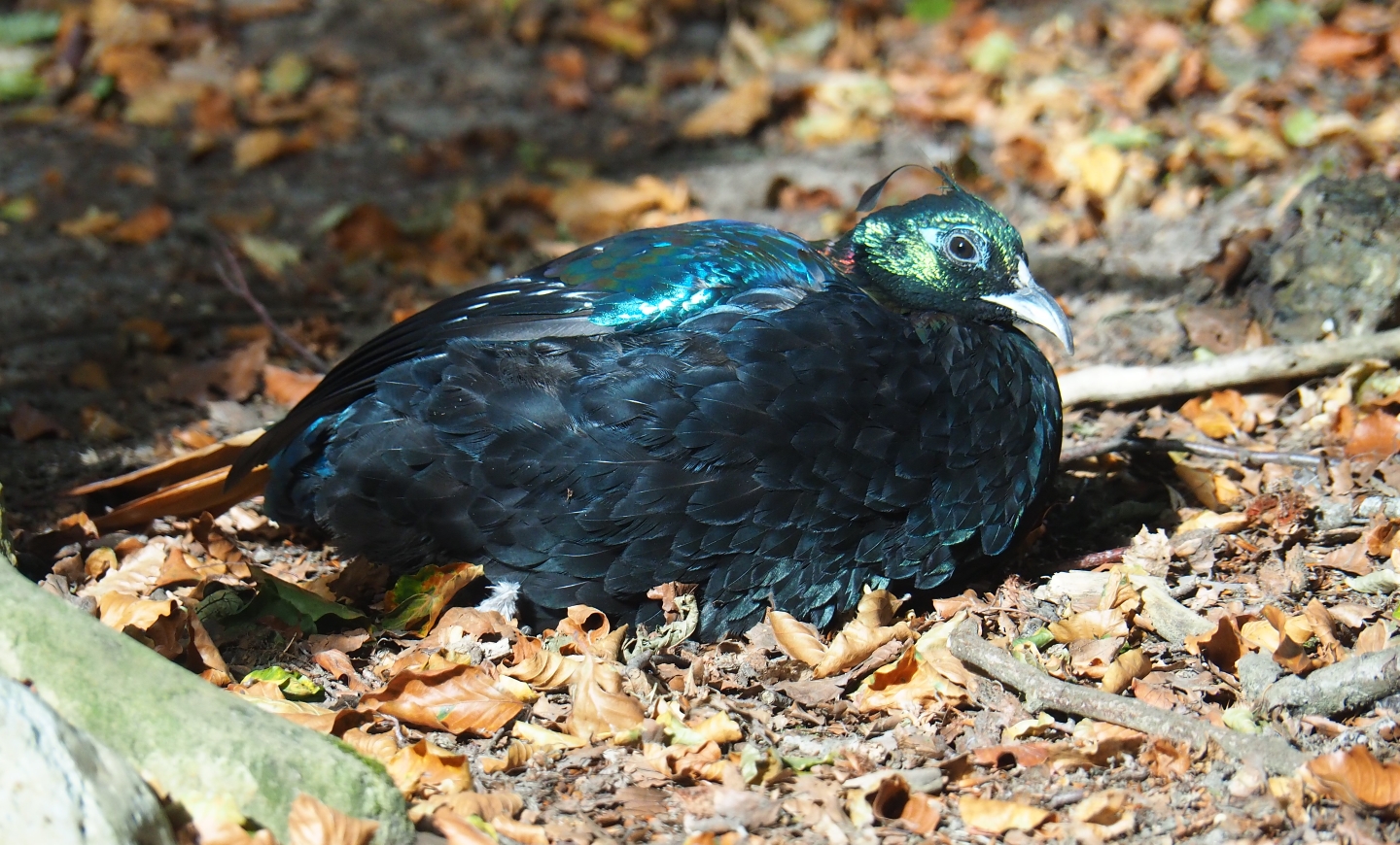Himalayan monal pheasant (Lophophorus impejanus)