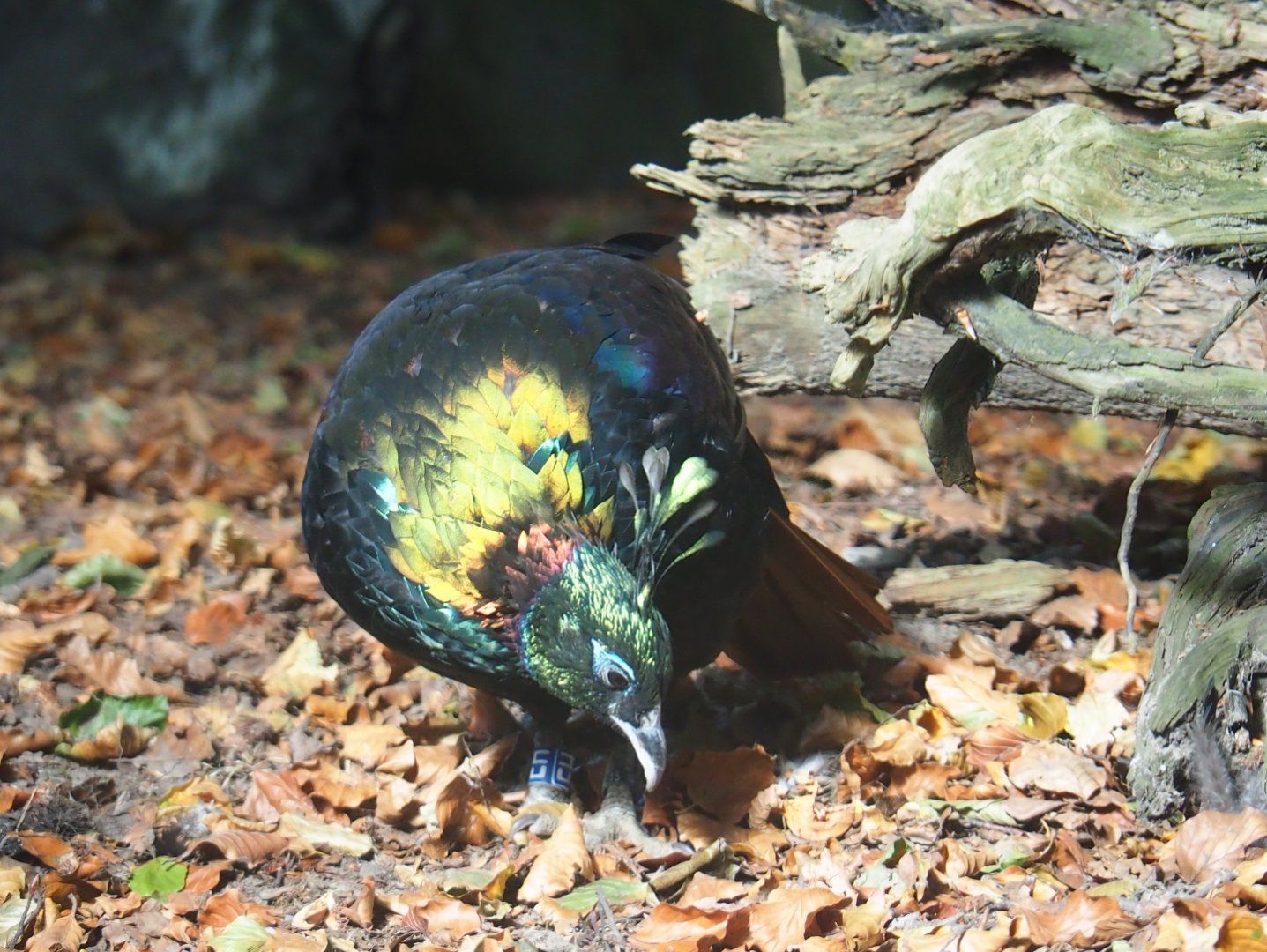 Himalayan monal pheasant (Lophophorus impejanus)