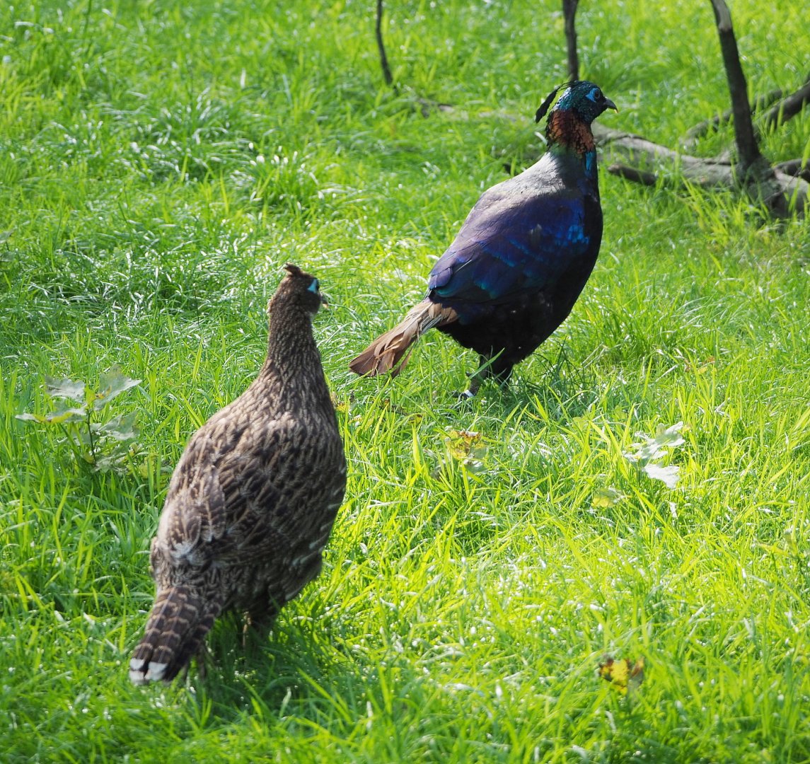 Himalayan monal pheasant pair (Lophophorus impejanus), 2021-07-20