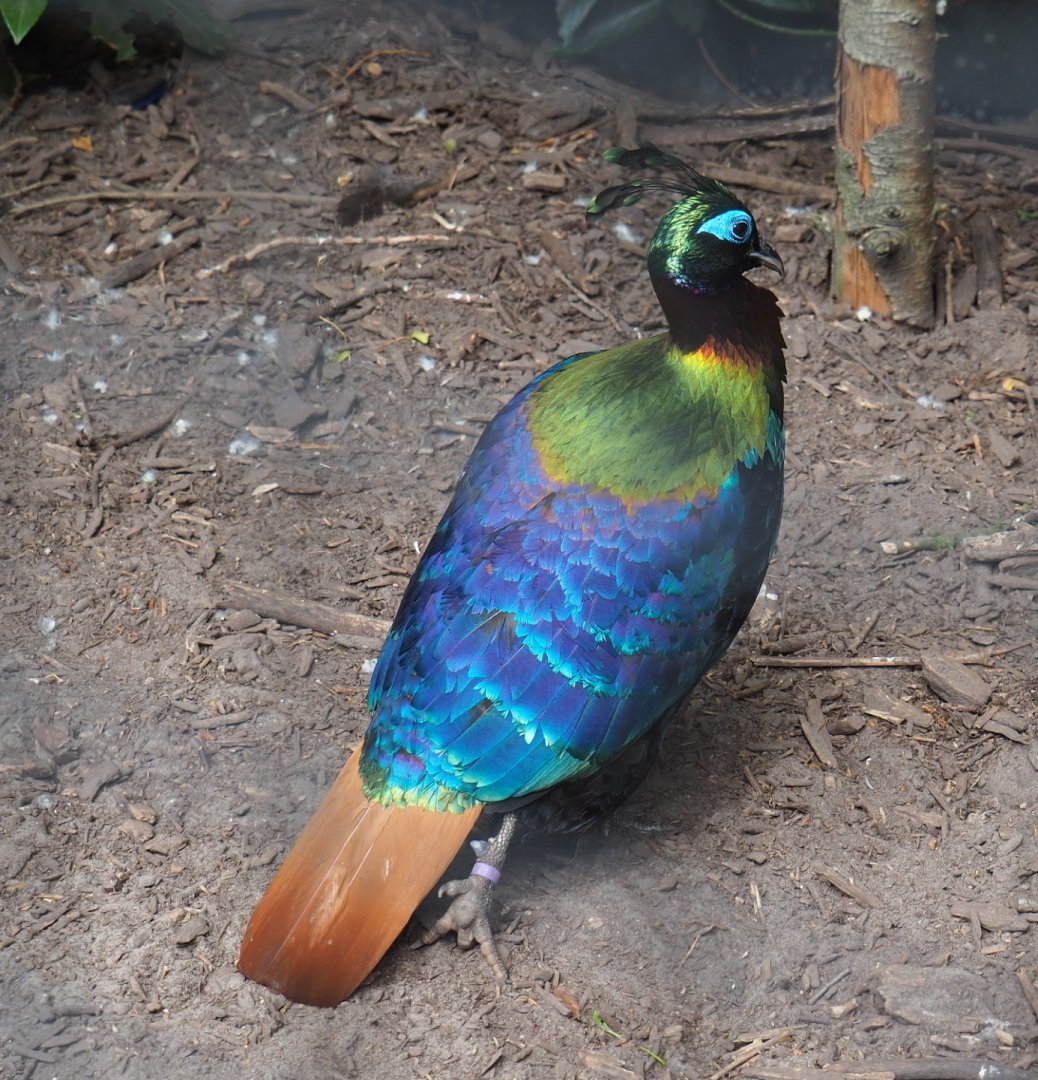 Himalayan monal pheasant rooster (Lophophorus impejanus), 2019-05-25