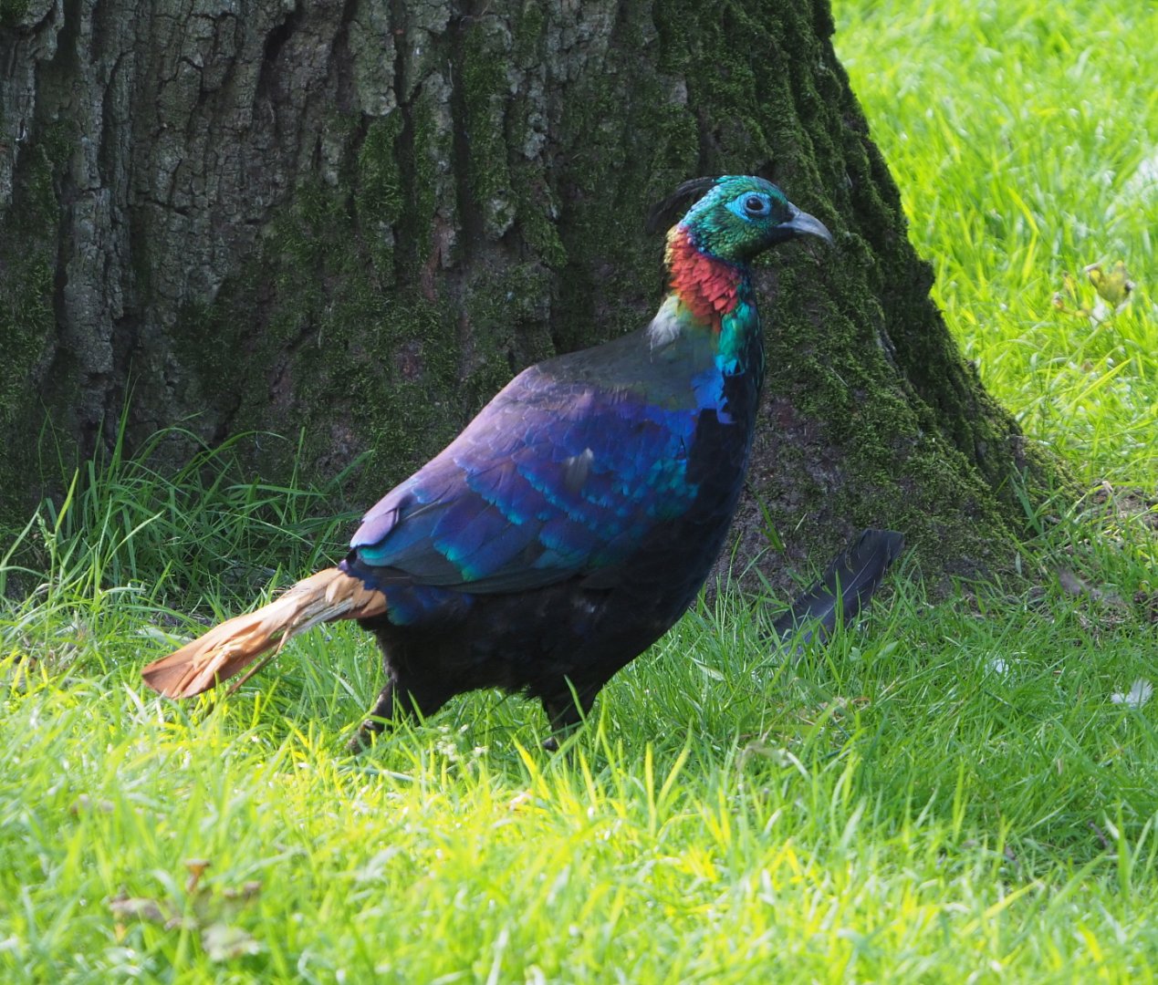 Himalayan monal pheasant rooster (Lophophorus impejanus), 2021-07-20