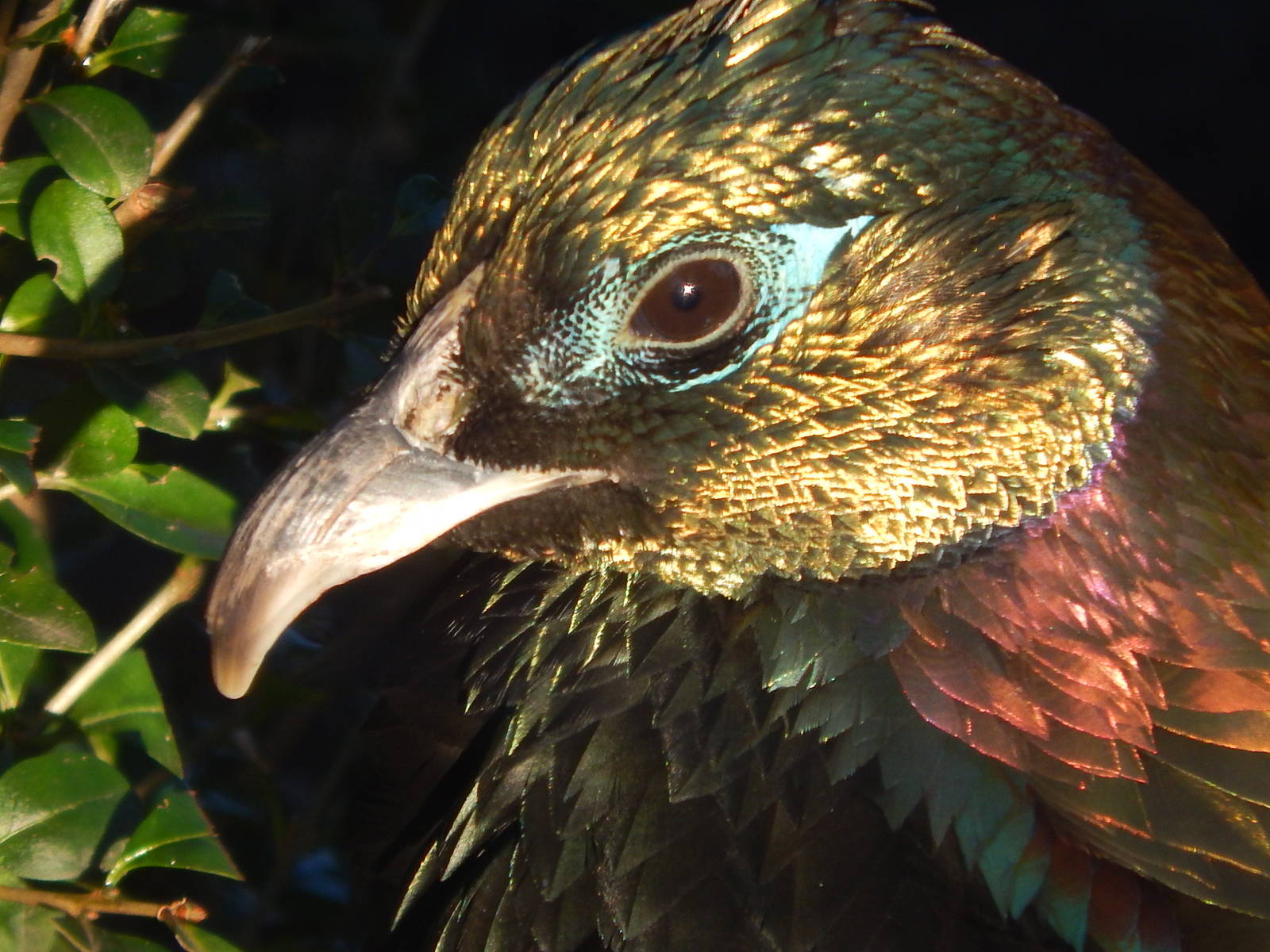 Himalayan Monal Pheasant