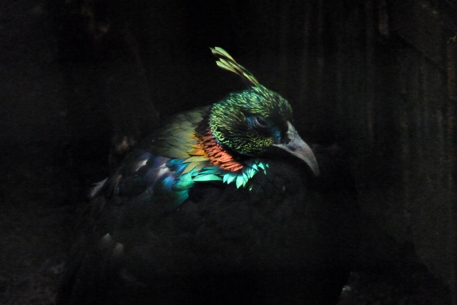 Himalayan Monal, September 2016