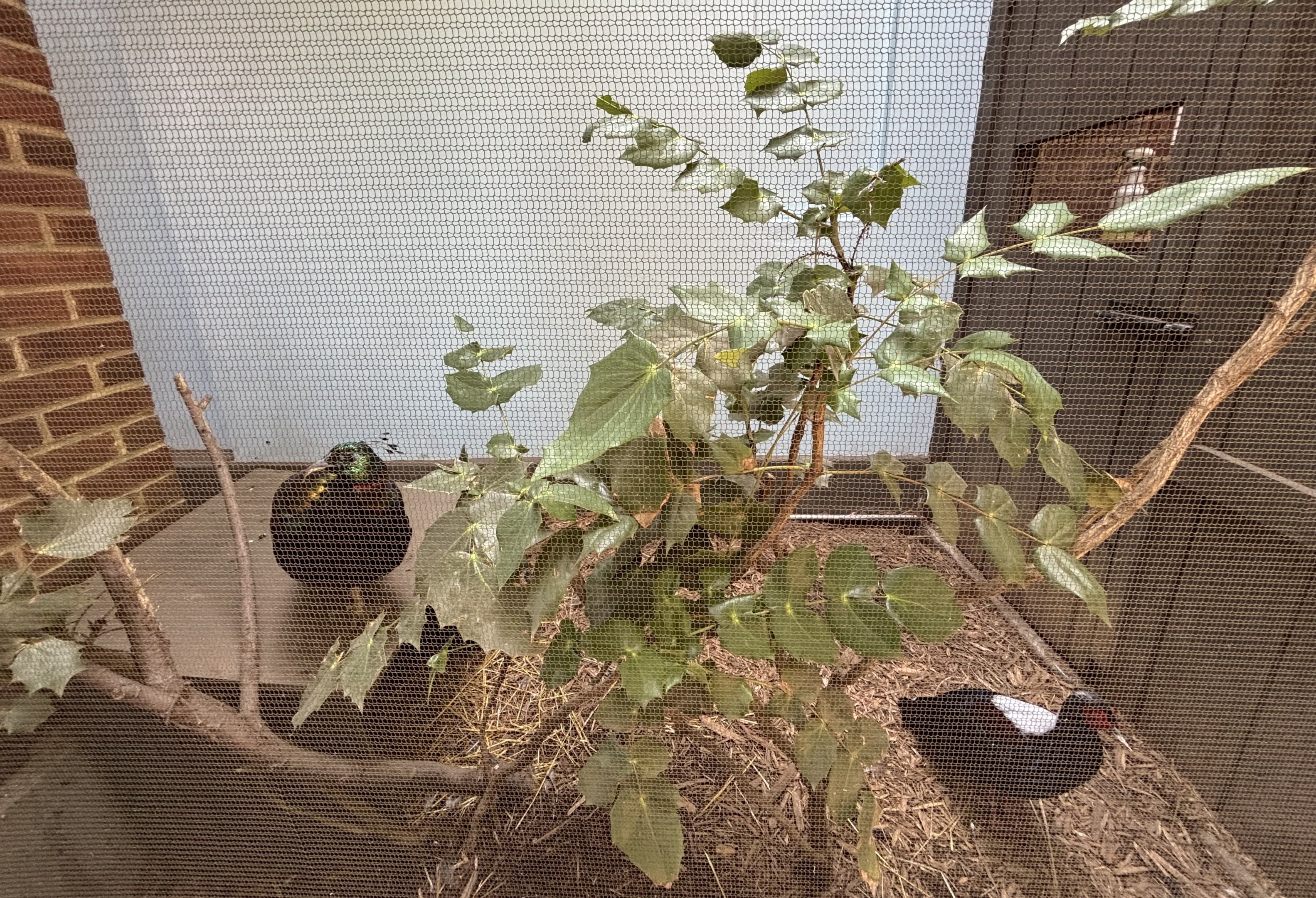 Himalayan Monal + Taiwan Blue Pheasant