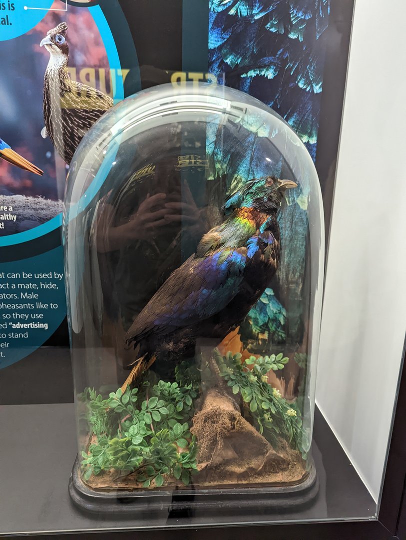 Himalayan Monal Taxidermy