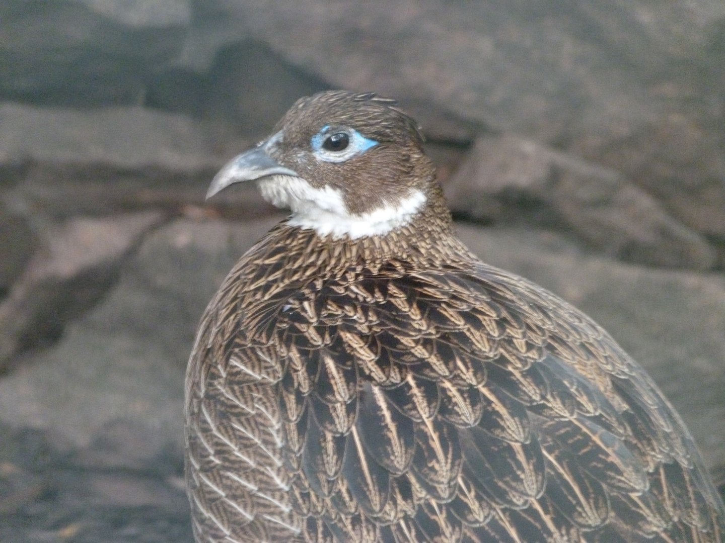 Himalayan monal -Tierpark Berlin (2024)