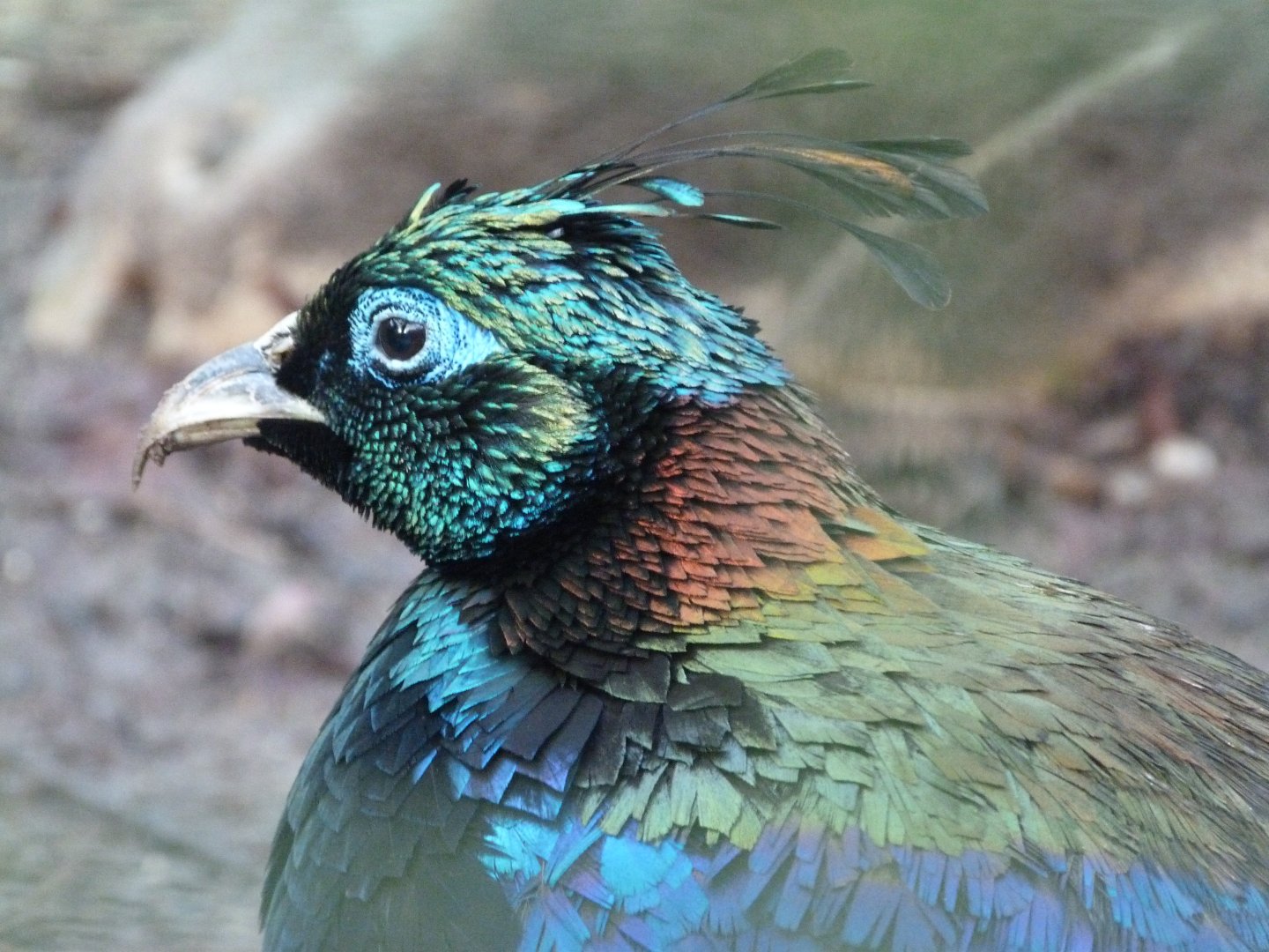 Himalayan monal -Zoo de Santillana del Mar (2024)