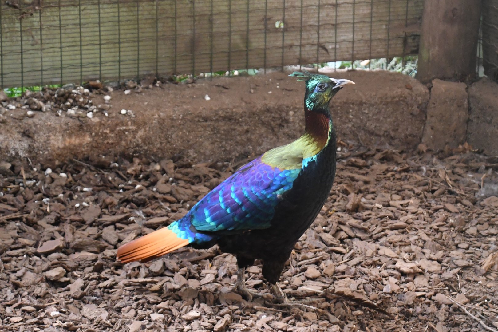 Himalayan Monal (Zoo Lourosa)