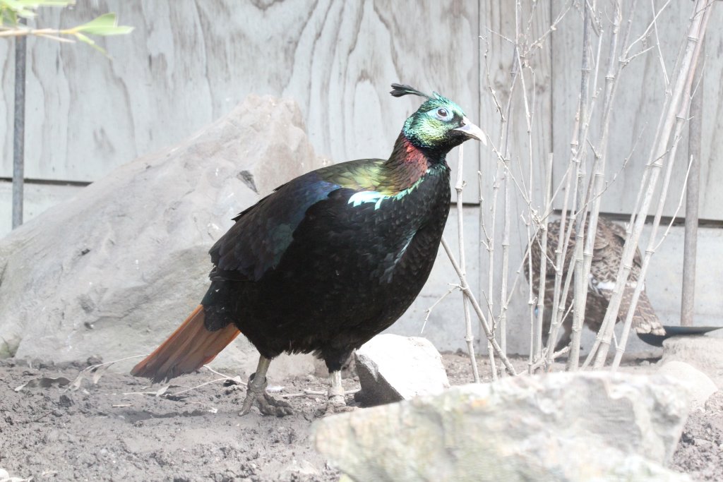 Himalayan Monal