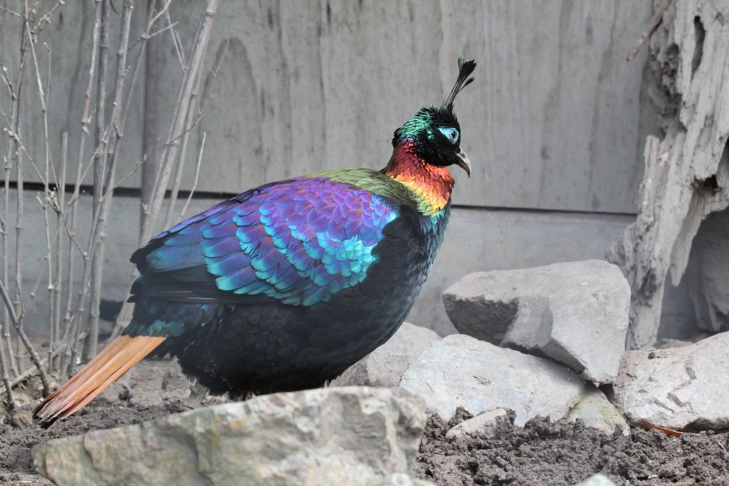 Himalayan Monal