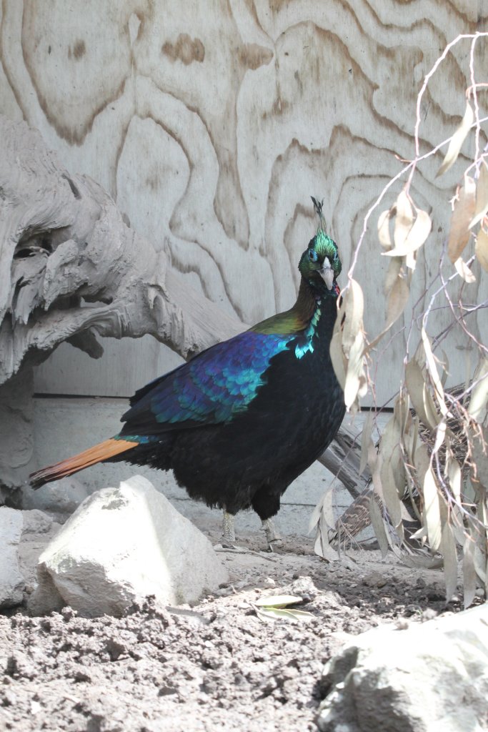 Himalayan Monal
