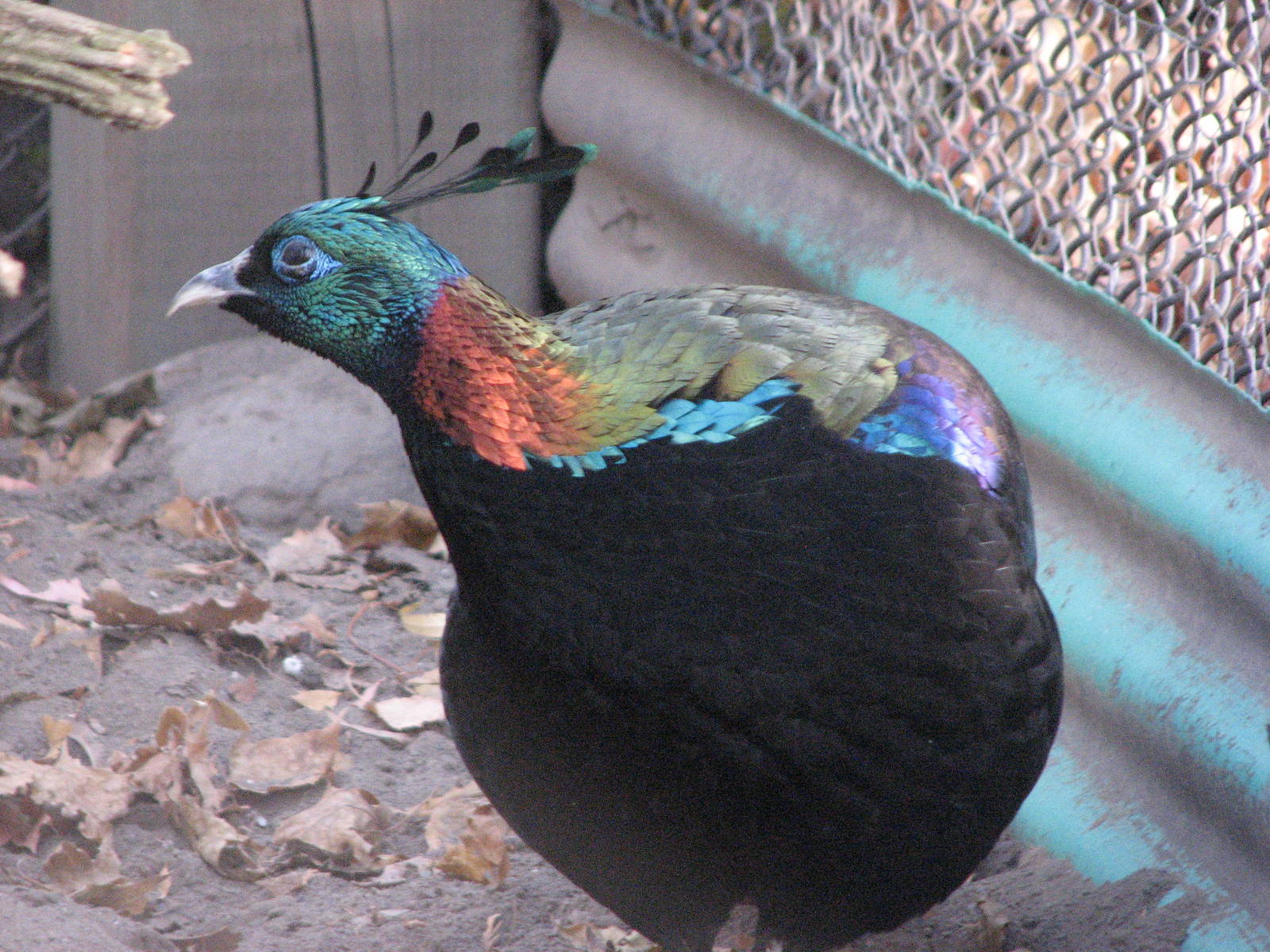 Himalayan Monal