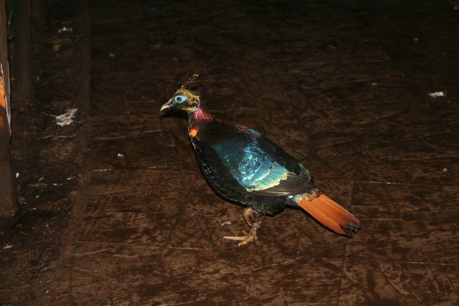 Himalayan monal