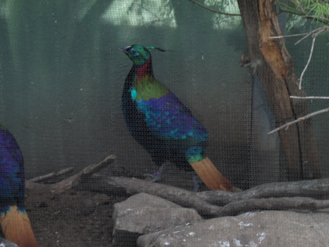 Himalayan Monal